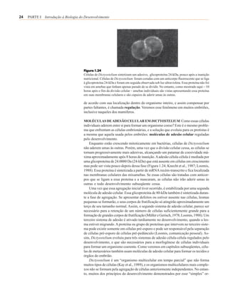 24   PARTE I Introdução à Biologia do Desenvolvimento




                                     Figura 1.24
                                     Células de Dictyostelium sintetizam um adesivo, glicoproteína 24-kDa, pouco após a inanição
                                     nutricional. Células de Dictyostelium foram coradas com um anticorpo fluorescente que se liga
                                     à glicoproteína 24-kDa e foram em seguida observada sob luz ultravioleta. Essa proteína não foi
                                     vista em amebas que tinham apenas parado de se dividir. No entanto, como mostrado aqui – 10
                                     horas após o fim da divisão celular – amebas individuais são vistas apresentando essa proteína
                                     em suas membranas celulares e são capazes de aderir umas às outras.

                                     de acordo com sua localização dentro do organismo inteiro, e assim compensar por
                                     partes faltantes, é chamada regulação. Veremos esse fenômeno em muitos embriões,
                                     inclusive naqueles dos mamiferos.

                                     MOLÉCULAS DE ADESÃO CELULAR EM DICTYOSTELIUM. Como essas células
                                     individuais aderem entre si para formar um organismo coeso? Este é o mesmo proble-
                                     ma que enfrentam as células embrionárias, e a solução que evoluiu para os protistas é
                                     a mesma que aquela usada pelos embriões: moléculas de adesão celular reguladas
                                     pelo desenvolvimento.
                                         Enquanto estão crescendo mitoticamente em bactérias, células de Dictyostelium
                                     não aderem umas às outras. Porém, uma vez que a divisão celular cessa, as células se
                                     tornam progressivamente mais adesivas, alcançando um patamar de coesividade má-
                                     xima aproximadamente após 8 horas de inanição. A adesão célula-célula é mediada por
                                     uma glicoproteína de 24.0000 Da (24-kDa) que está ausente em células em crescimento
                                     mas pode ser vista pouco depois dessa fase (Figura 1.24; Knecht et al., 1987; Loomis,
                                     1988). Essa proteína é sintetizada a partir de mRNA recém-transcrito e fica localizada
                                     nas membranas celulares das mixamebas. Se essas células são tratadas com anticor-
                                     pos que se ligam a essa proteína e a mascaram, as células não irão aderir umas às
                                     outras e todo desenvolvimento subseqüente cessa.
                                         Uma vez que essa agregação inicial tiver ocorrido, é estabilizada por uma segunda
                                     molécula de adesão celular. Essa glicoproteína de 80-kDa também é sintetizada duran-
                                     te a fase de agregação. Se apresentar defeitos ou estiver ausente nas células, lesmas
                                     pequenas se formarão, e seus corpos de frutificação só atingirão aproximadamente um
                                     terço de seu tamanho normal. Assim, o segundo sistema de adesão celular, parece ser
                                     necessário para a retenção de um número de células suficientemente grande para a
                                     formação de grandes corpos de frutificação (Müller e Gerisch, 1978; Loomis, 1988). Um
                                     terceiro sistema de adesão é ativado tardiamente no desenvolvimento, quando a les-
                                     ma estiver migrando. A proteína ou grupo de proteínas que intervem no terceiro siste-
                                     ma pode existir somente em células pré-esporo e pode ser responsável pela separação
                                     de células pré-esporo de células pré-pedúnculo (Loomis, comunicação pessoal). As-
                                     sim, Dictyostelium evoluiu para três sistemas de adesão célula-célula regulados pelo
                                     desenvolvimento, e que são necessários para a morfogênese de células individuais
                                     para formar um organismo coerente. Como veremos em capítulos subseqüentes, célu-
                                     las de metazoários também usam moléculas de adesão celular para formar os tecidos e
                                     órgãos do embrião.
                                         Dictyostelium é um “organismo multicelular em tempo parcial” que não forma
                                     muitos tipos de células (Kay et al., 1989), e os organismos multicelulares mais comple-
                                     xos não se formam pela agregação de células anteriormente independentes. No entan-
                                     to, muitos dos princípios do desenvolvimento demonstrados por esse “simples” or-
 