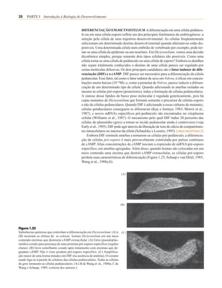26    PARTE I Introdução à Biologia do Desenvolvimento


                                             DIFERENCIAÇÃO EM DICTYOSTELIUM. A diferenciação em uma célula-pedúncu-
                                             lo ou em uma célula-esporo reflete um dos principais fenômenos da embriogênese: a
                                             seleção pela célula de uma trajetória desenvolvimental. As células freqüentemente
                                             selecionam um determinado destino desenvolvimental quando alternativas estão dis-
                                             poníveis. Uma determinada célula num embrião de vertebrado por exemplo, pode tor-
                                             nar-se uma célula da epiderme ou um neurônio. Em Dictyostelium, vemos uma decisão
                                             dicotômica simples, porque somente dois tipos celulares são possíveis. Como uma
                                             célula torna-se uma célula de pedúnculo ou uma célula de esporo? Embora os detalhes
                                             não sejam totalmente conhecidos o destino de uma célula parece ser regulado por
                                             certas moléculas difusivas. Os dois principais candidatos são o fator indutor de dife-
                                             renciação (DIF) e o cAMP. DIF parece ser necessário para a diferenciação da célula
                                             peduncular. Esse fator, tal como o fator indutor de sexo em Volvox, é eficaz em concen-
                                             trações muito baixas (10-10M); e, como a proteína de Volvox, parece induzir a diferen-
                                             ciação de um determinado tipo de célula. Quando adicionado às amebas isoladas ou
                                             mesmo às células pré-esporo (posteriores), induz a formação de células pedunculares.
                                             A síntese desse lipídeo de baixo peso molecular é regulada geneticamente, pois há
                                             cepas mutantes de Dictyostelium que formam somente o precursor de células-esporo
                                             e não de células pedunculares. Quando DIF é adicionado a essas culturas de mutantes,
                                             células penduculares conseguem se diferenciar (Kay e Jermyn, 1983; Morris et al.,
                                             1987), e novos mRNAs específicos pré-pedúnculo são encontrados no citoplasma
                                             celular (Williams et al., 1987). O mecanismo pelo qual DIF induz 20 porcento das
                                             células do plasmódio (grex) a tornar-se tecido peduncular ainda é controverso (veja
                                             Early et al., 1995). DIF pode agir através da liberação de íons de cálcio de compartimen-
                                             tos intracelulares no interior da célula (Schaulsky e Loomis, 1995). [other.html#intro3]
                                                 Embora DIF estimule amebas a tornarem-se células pré-pedúnculo, a diferencia-
                                             ção de células pré-esporo é mais provavelmente controlada por pulsos contínuos
                                             de cAMP. Altas concentrações de cAMP iniciam a expressão de mRNA pré-esporo
                                             específico, em amebas agregadas. Além disso, quando lesmas são colocadas em um
                                             meio contendo uma enzima que destrói cAMP extracelular, as células pré-esporo
                                             perdem suas características de diferenciação (Figura 1.25; Schaap e van Driel, 1985;
                                             Wang et al., 1988a,b).


                                                                          (A)




                                                                          (B)




Figura 1.25
Substâncias químicas que controlam a diferenciação em Dictyostelium. (A) e (C)
(B) mostram os efeitos de se colocar lesmas Dictyostelium em um meio
contendo enzimas que destroem cAMP extracelular. (A) Grex (pseudoplas-
módio) corado para presença de uma proteína pré-esporo específica (regiões
claras). (B) Grex semelhante corado após tratamento com enzimas que de-
gradam cAMP. Não é visto produto pré-esporo específico. (C) Amplifica-
ção maior de uma lesma tratada com DIF (na ausência de amônia). O corante
usado liga-se à parede de celulose das células pedunculares. Todas as células
do grex tornaram-se células pedunculares. (A e B de Wang et al., 1988a; C de
Wang e Schaap, 1989; cortesia dos autores.)
 
