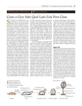 CAPÍTULO 1 Introdução ao Desenvolvimento Animal                    27



 Informações adicionais
                                               &       Especulações

Como o Grex Sabe Qual Lado Está Para Cima
S      E TODAS AS AMEBAS do grex
       começarem no mesmo nível, como
       podem células nos quatro-quintos
posteriores da lesma se diferenciar em cé-
                                               da estão emanando da ponta apical do
                                               agregado. Esses pulsos são quimiotácti-
                                               cos para células pré-pedúnculo, mas não
                                               para células pré-esporo, de modo que atra-
                                                                                            luz solar, cessa de migrar e sofre a diferen-
                                                                                            ciação final em esporos e pedúnculo. Du-
                                                                                            rante esse processo (chamado culmina-
                                                                                            ção), o grex se apóia em um dos terminais
lulas-esporo, enquanto células equivalen-      em as células pré-pedúnculo para a ponta     fazendo com que as células traseiras se
tes do quinto anterior se tornam células       da agregado (Matsukuma e Durston, 1979;      tornem sua base. Algumas células pstA
pedunculares? A resposta pode estar na         Mee et al., 1986; Siegert e Weijer, 1991;    migram para o tubo central de células pstB,
observação de que as células originais não     Takeuchi, 1991).Portanto, o AMP cíclico      e quando entram em contato com o tubo
são todas iguais. Amebas sujeitas à ina-       parece ter várias funções no desenvolvi-     central, diferenciam-se em células pstB, sin-
nição durante a parte precoce de seu ci-       mento de Dictyostelium. Agrega as célu-      tetizando componentes de uma nova matriz
clo celular tendem a se mover para a por-      las umas às outras, induz diferenciação de   extracelular. As células novas são adiciona-
ção anterior do pseudoplasmódio, en-           células pré-esporo e dirige a migração de    das à região anterior do tubo, forçando-o
quanto amebas expostas à inanição du-          células pré-pedúnculo para a parte anteri-   mais para dentro da estrutura culminativa.
rante o fim do ciclo, tendem a permanecer      or do agregado.                              Esse tubo se diferencia para tornar-se o pe-
na porção posterior (McDonald e Durs-              Uma vez completo, o agregado tomba       dúnculo. Ao mesmo tempo, as células pstA
ton, 1984; Weijer et al., 1984). Esse traba-   sobre um dos lados e forma o grex migra-     que tinham ficado na região posterior do
lho foi confirmado e ampliado por Ohmori       tório. A maioria das células pré-pedúncu-
e Maeda (1987), que mostraram que célu-        lo estão nos 20 porcento anteriores do
                                                                                            Figura 1.26
las não-alimentadas durante a parte tar-       grex, porém, há também algumas células
                                                                                            Regulação da diferenciação de células pedun-
dia do ciclo celular, respondem de manei-      pré-pedúnculo espalhadas através da par-
                                                                                            culares durante a fase de culminação do cresci-
ra diferente ao cAMP e mostram adesivi-        te posterior. Células pré-pedúnculo podem    mento de Dictyostelium. Representação
dade muito mais alta que células jejuadas      ser distinguidas pela sua secreção de pro-   esquemática mostrando que células pré-esporo
imediatamente após a mitose. Williams e        teína A da matriz extracelular para espa-    e pré-pedúnculo estão em geral misturadas no
colaboradores (1989) acharam que célu-         ços intercelulares. No centro da porção      estágio precoce da agregação, mas se separam
las pré-esporo e pré-pedúnculo podem ser       anterior do grex, um outro grupo de célu-    de modo que a maioria das células pré-
diferenciadas em agregados precoces e          las pré-pedúnculo começa a secretar uma      pedúnculo se encontrem na parte anterior do
que estão distribuídas de modo aleatório       segunda nova proteína (proteína B), para     grex. As células pré-pedúnculo A constituem
através desses montes hemisféricos. As-        sua matriz extracelular. Essas células são   a maior parte do anterior do grex, com alguma
sim, as tendências para certos destinos        chamadas células pré-pedúnculo B (pstB),     células similares no posterior. Células pré-
foram estabelecidas até mesmo antes do         enquanto a maioria das células pré-pedún-    pedúnculo B são vistas na parte central da
grex começar a migrar. Dentro de cada agre-    culo são conhecidas como células pré-        porção anterior do grex. Nos estágios preco-
gado, a maioria das células pré-pedúncu-       pedúnculo A (pstA) (Figura 1.26). Outro      ces da culminação, as células pré-pedúnculo
lo, migram ativamente para o anterior, en-     grupo de células pré-pedúnculo, as célu-     do posterior migram para formar o disco basal
quanto células pré-esporo permanecem           las pstO, estão espalhadas de maneira        e os cálices do saco de esporos; as células pré-
no que se tornará a região posterior do        esparsa através das células pré-esporo, e    pedúnculo A do anterior migram para o centro
                                                                                            e se tornam células pré-pedúnculo B. Isso es-
grex. Essa migração provavelmente é de-        migram mais lentamente em direção ao
                                                                                            tende o pedúnculo até que esse eleve a caixa de
vida a repetidos pulsos de cAMP que ain-       anterior. Quando o grex se encontra na
                                                                                            esporos acima da superfície. (Segundo
                                                                                            Harwood et al., 1992).

    Células pré-pedúnculo A                                                                 Cálice superior
    Células pré-pedúnculo B
    Células pré-pedúnculo AB                                                                                              Células
    Direção do movimento celular                                                                                          pré-esporo
    Células pré-esporo                                                                              Cálice
                                                         Pré-pedúnculo AB
                            Pré-pedúnculo AB                                                      Inferior             Pré-pedúnculo AB
                                                     Pré-pedúnculo B
                 Guarda da   Pré-pedúnculo A
                retaguarda                                                                                         Disco basal interior
                                                                                                                       Disco basal exterior


                                   Pré-pedúnculo B                                                                    Pré-pedúnculo B

     Agregado                        Grex                   Culminante precoce    Culminante médio       Culminante tardio
 