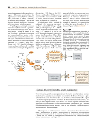 28    PARTE I Introdução à Biologia do Desenvolvimento


grex migram para as bordas da região pré-     (Gross et al., 1983; Wang et al., 1990).           passa a fosforilar um repressor que esta-
esporo e diferenciam-se no invólucro dos      Bonner e colaboradores (1985), sugeriram           va inibindo a expressão dos genes de di-
esporos e disco basal (Williams e Jermyn,     que como a luz causa difusão mais rápida           ferenciação do pedúnculo. No estado fos-
1991; Harwood et al., 1992). Finalmente,      da amônia, remove o inibidor permitindo            forilado, o inibidor é inativo. Portanto, uma
os esporos são levantados 2 mm acima          assim, o progresso da culminação.                  vez que os níveis de cAMP se elevam (pela
do solo, de onde podem ser dispersos              A amônia parece inibir a produção do           remoção da amônia), a PKA pode inativar
pelo vento ou um animal que passa.            pedúnculo pelos menos de duas manei-               o inibidor dos genes formadores do pe-
    O gatilho para a culminação parece ser    ras. Inibe a ação de DIF (Wang e Schaap,           dúnculo (Figura 1.27). [intro.4html]
a luz solar ou a baixa umidade. Experimen-    1989), e inibe a produção de cAMP nas
tos recentes sugerem que esses dois fa-       células pré-pedúnculo (Schindler e Sus-            Figura 1.27
tores causam a difusão de amônia da les-      sman, 1977; Harwood et al., 1992). Esse            Uma hipótese para a iniciação coordenada da
ma. A amônia é produzida copiosamente         cAMP é necessário para ativar a proteína           culminação e diferenciação de células
por lesmas migratórias e reprime a culmi-     quinase cAMP-dependente (PKA). Célu-               pedunculares em Dictyostelium. A luz solar
                                                                                                 dissipa a amônia na parte anterior do grex,
nação. Sempre que a amônia estiver exau-      las pré-pedúnculo contendo PKA não-                permitindo maior produção de cAMP nas cé-
rida (quer naturalmente ou experimental-      funcional, não fosforilam certas proteínas.        lulas pré-pedúnculo. A concentração mais alta
mente), a culminação começa (Schindler e      Essas células não migram para a região             de cAMP ativa a PKA, que fosforila um
Sussman, 1977; Newell e Ross, 1982;           central anterior, nem se diferenciam em            inibidor da expressão gênica do pedúnculo. O
Bonner et al., 1985). A amônia inibe a con-   células do pedúnculo (Firtel e Chapman,            inibidor fosforilado não pode mais inibir os
versão de células pstA em pstB e proíbe a     1990; Harwood et al., 1992). Os dados              genes pedúnculo-específicos. A seqüência pela
                                                                                                 qual a formação de esporos é inibida, não está
continuação da formação do pedúnculo          sugerem que quando PKA é ativada,                  clara. (Baseado em modelos de Bonner et al.,
                                                                                                 1985, e Harwood et al., 1992)
                                   cAMP
                  Amônia
                                                                       Repressor ativo da
                                                                       diferenciação e de                               Migração
                                                                       genes de migração                               continuada
                                                                           peduncular                                    do grex

Luz solar                                       PKA
                                               inativa
                                    cAMP

                                               PKA
                                               ativa


                                                                                                                              Transcrição
                                                                                                                         do gene da proteína B
                                                                                                                         da matriz extracelular;
                                                                        Repressor inativo
                                                                                                                           migração de células
                                                                          (fosforilado)
                                                                                                                             pré-pedúnculo;
                                                                                                                            diferenciação e
                                                                                                                         culminação peduncular




                                              Padrões desenvolvimentais entre metazoários
                                              Como o restante deste livro se ocupa do desenvolvimento de metazoários - animais
                                              multicelulares que atravessam estágios embrionários de desenvolvimento - apre-
                                              sentaremos um visão panorâmica dos seus padrões desenvolvimentais.* A Figura
                                              1.28 ilustra os principais rumos evolutivos do desenvolvimento metazoário. A ob-
                                              servação mais impressionante é que a vida não evoluiu segundo uma linha reta;
                                              apresenta diversos caminhos evolutivos ramificados. Podemos ver que a maioria
                                              das espécies de metazoários pertence a um de dois principais ramos de animais:
                                              protostomatas e deuterostomatas.

                                                   *Plantas passam por padrões igualmente complexos e fascinantes de desenvolvimento embri-
                                              onário e pós-embrionário. No entanto, o desenvolvimento das plantas difere significativamente
                                              daquele dos animais; a inclusão de um tratamento abrangente do seu desenvolvimento teria dobrado
                                              a extensão deste livro. Por isso, foi tomada a decisão de enfocar neste texto, o desenvolvimento dos
                                              animais. Para uma revisão, veja Singer, 1997.
 