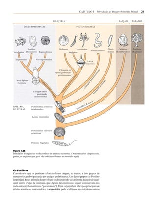 CAPÍTULO 1 Introdução ao Desenvolvimento Animal                                    29


                                             BILATERIA                                                                                    RADIATA        PARAZOA

           DEUTEROSTOMATAS                                                  PROTOSTOMATAS




                Ascídios                           Moluscos              Artrópodos                                           Platel-     Cnidários       Poríferos
                                                                                                  Nematelmintos
Vertebrados   (Tunicados)   Equinodermos                        Anelídeos                                                     mintos    (Celenterados)   (Esponjas)


  Segmentados           Não-segmentados
                                                                                            Larva
                                                                                          trocófora


                                                   Clivagem em




                                                                                                                a
                                                                                                               ad
                                              espiral gastrulação




                                                                                                           m
                                                                                                          lo
                                                  protostosomal           da




                                                                                                       ce
                                                                       ma




                                                                                                   do
                                                                     lo




                                                                                                  eu
                                                                     ce



  Larva dipleura



                                                                                                ps




                                                                                                                          a
                                                                 izo




                                                                                                                      ad
                                                                                             em
    (tornária)




                                                                                                                     m
                                                                qu




                                                                                                                    elo
                                                                                          ag
                                                            es




                                                                                                                ac
                                                                                        nh
                                                           em




                                                                                       Li




                                                                                                               em
                                                       ag




                                                                                                           ag
                                                      nh




                     Clivagem radial
                                                                                                          nh
                                                    Li




                         gastrulação                                                                 Li
                      deuterostomal

                                                                                                      L
                                                                                                DIA
                                                                                           RA
SIMETRIA           Platelmintos primitivos                                             RIA
                                                                                  ET
BILATERAL          (acelomados)                                             SIM


                    Larvas planulóides




                   Protozoários coloniais
                   primitivos



                   Protistas flagelados


Figura 1.28
Principiais divergências evolucionárias em animais existentes. (Outros modelos são possíveis,
porém, os esquemas em geral são todos semelhantes ao mostrado aqui.)




Os Poríferos
Considera-se que os protistas coloniais deram origem, ao menos, a dois grupos de
metazoários, ambos passando por estágios embrionários. Um desses grupos é o Porífero
(esponjas). Esses animais desenvolvem-se de um modo tão diferente daquele de qual-
quer outro grupo de animais, que alguns taxonomistas sequer consideram-nos
metazoários (chamando-os, “parazoários”). Uma esponja tem três tipos principais de
células somáticas, mas um deles, o arqueócito, pode se diferenciar em todos os outros
 