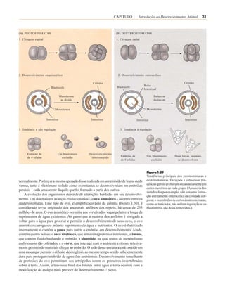CAPÍTULO 1 Introdução ao Desenvolvimento Animal                       31



(A) PROTOSTOMATAS                                                 (B) DEUTEROSTOMATAS

1. Clivagem espiral                                               1. Clivagem radial




2. Desenvolvimento esquizocélico                                   2. Desenvolvimento enterocélico

                                                  Celoma                                                                Celoma
                                                                                         Bolsa
                         Blastocele                               Blastocele
                                                                                         Intestinal

                                  Mesoderma                                                     Bolsas se
                                   se divide                                                    destacam


                            Mesoderma                                                      Mesoderma


                      Intestino                  Intestino                          Intestino                            Intestino


3. Tendência a não regulação                                         3. Tendência à regulação




      Embrião de               Um blastômero   Desenvolvimento
      de 4 células               excluído       interrompido         Embrião de            Um blastômero         Duas larvas normais
                                                                     de 4 células            excluído              se desenvolvem



                                                                                           Figura 1.29
                                                                                           Tendências principais dos prostostomatas e
normalmente. Porém, se a mesma operação fosse realizada em um embrião de lesma ou de       deuterostomatas. Exceções à todas essas ten-
verme, tanto o blastômero isolado como os restantes se desenvolveriam em embriões          dências gerais evoluíram secundariamente em
                                                                                           certos membros de cada grupo. (A maioria dos
parciais – cada um carente daquilo que foi formado a partir dos outros.
                                                                                           vertebrados por exemplo, não tem uma forma-
    A evolução dos organismos depende de alterações herdadas em seu desenvolvi-            ção estritamente enterocélica da cavidade cor-
mento. Um dos maiores avanços evolucionários – o ovo amniótico – ocorreu entre os          poral; e os embriões de certos deuterostomatas,
deuterostomatas. Esse tipo de ovo, exemplificado pelo da galinha (Figura 1.30), é          como os tunicados, não sofrem regulação se os
considerado ter-se originado dos ancestrais anfíbios dos répteis, há cerca de 255          blastômeros são deles removidos.)
milhões de anos. O ovo amniótico permitiu aos vertebrados vagar pela terra longe de
suprimentos de água existentes. Ao passo que a maioria dos anfíbios é obrigada a
voltar para a água para procriar e permitir o desenvolvimento de seus ovos, o ovo
amniótico carrega seu próprio suprimento de água e nutrientes. O ovo é fertilizado
internamente e contém a gema para nutrir o embrião em desenvolvimento. Ainda,
contém quatro bolsas: o saco vitelínico, que armazena proteínas nutrientes, o âmnio,
que contém fluido banhando o embrião, a alantóide, na qual restos do metabolismo
embrionário são coletados, e o cório, que interage com o ambiente externo, seletiva-
mente permitindo materiais chegar ao embrião. O todo dessa estrutura está contido em
uma casca que permite a difusão de oxigênio, ao mesmo tempo sendo suficientemente
dura para proteger o embrião de agressões ambientais. Desenvolvimento semelhante
de proteções do ovo permitiram aos artrópodes serem os primeiros invertebrados
sobre a terra. Assim, a travessia final dos limites entre água e terra ocorreu com a
modificação do estágio mais precoce do desenvolvimento – o ovo.
 