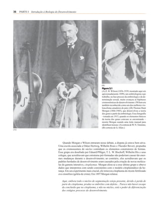 36    PARTE I Introdução à Biologia do Desenvolvimento




                                                                               (B)
                                                                               Figura 2.1
                                                                               (A) E. B. Wilson (1856-1939; mostrado aqui em
                                                                               aproximadamente 1899), um embriologista cujo
                                                                               trabalho, na fase precoce da embriologia e da de-
                                                                               terminação sexual, muito avançou as hipóteses
                                                                               cromossômicas do desenvolvimento. (Wilson era
                                                                               também reconhecido como um dos melhores vio-
                                                                               loncelistas amadores do país.) (B) Thomas Hunt
                                                                               Morgan (1866-1945), que desenvolveu a teoria
                                                                               dos genes a partir da embriologia. Essa fotografia
                                                                               - tomada em 1915, quando os elementos básicos
                                                                               da teoria dos genes estavam se encontrando –
                                                                               mostra Morgan usando uma lente manual para
                                                                               identificar moscas. (A) cortesia de W. N. Timmins;
                                                                               (B) cortesia de G. Allen.)
(A)




                                           Quando Morgan e Wilson entraram nesse debate, a disputa já estava bem ativa.
                                      Uma escola associada a Oskar Hertwig, Wilhelm Roux e Theodor Boveri, propunha
                                      que os cromossomos do núcleo continham os elementos construtores de formas.
                                      Esse grupo era desafiado por Eduard Pflüger, T. L. W. Bischoff, Wilhelm His e seus
                                      colegas, que acreditavam que estruturas pré-formadas não poderiam causar tão enor-
                                      mes mudanças durante o desenvolvimento; ao contrário, eles acreditavam que os
                                      padrões herdados de desenvolvimento eram causados pela criação de novas molécu-
                                      las do gameta interativo, citoplasmas. Morgan aliou-se a esse último grupo e obteve
                                      dados que interpretou com sendo consistentes com o modelo citoplasmático da he-
                                      rança. Em seu experimento mais crucial, ele removeu citoplasma do récem-fertilizado
                                      ovo ctenóforo (geléia de crista). Em 1897 Morgan relatou:

                                          Aqui, embora todo o núcleo de segmentação esteja presente, devido à perda de
                                          parte do citoplasma, produz-se embriões com defeito... Parece não haver escape
                                          da conclusão que no citoplasma, e não no núcleo, está o poder de diferenciação
                                          dos estágios precoces do desenvolvimento.
 