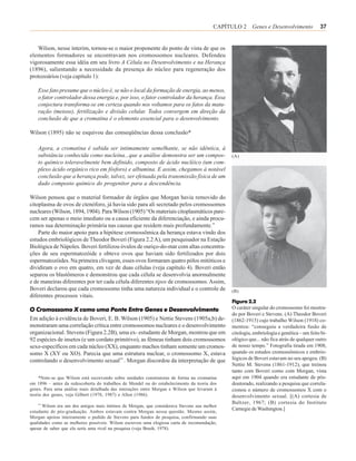 CAPÍTULO 2 Genes e Desenvolvimento                37


   Wilson, nesse ínterim, tornou-se o maior proponente do ponto de vista de que os
elementos formadores se encontravam nos cromossomos nucleares. Defendeu
vigorosamente essa idéia em seu livro A Célula no Desenvolvimento e na Herança
(1896), salientando a necessidade da presença do núcleo para regeneração dos
protozoários (veja capítulo 1):

   Esse fato presume que o núcleo é, se não o local da formação de energia, ao menos,
   o fator controlador dessa energia e, por isso, o fator controlador da herança. Essa
   conjectura transforma-se em certeza quando nos voltamos para os fatos da matu-
   ração (meiose), fertilização e divisão celular. Todos convergem em direção da
   conclusão de que a cromatina é o elemento essencial para o desenvolvimento.

Wilson (1895) não se esquivou das conseqüências dessa conclusão*

   Agora, a cromatina é sabida ser intimamente semelhante, se não idêntica, à
   substância conhecida como nucleína...que a análise demonstra ser um compos-                (A)
   to químico toleravelmente bem definido, composto de ácido nucléico (um com-
   plexo ácido orgânico rico em fósforo) e albumina. E assim, chegamos à notável
   conclusão que a herança pode, talvez, ser efetuada pela transmissão física de um
   dado composto químico do progenitor para a descendência.

Wilson pensou que o material formador de órgãos que Morgan havia removido do
citoplasma de ovos de ctenóforo, já havia sido para ali secretado pelos cromossomos
nucleares (Wilson, 1894, 1904). Para Wilson (1905) “Os materiais citoplasmáticos pare-
cem ser apenas o meio imediato ou a causa eficiente da diferenciação, e ainda procu-
ramos sua determinação primária nas causas que residem mais profundamente.”
    Parte do maior apoio para a hipótese cromossômica da herança estava vindo dos
estudos embriológicos de Theodor Boveri (Figura 2.2 A), um pesquisador na Estação
Biológica de Nápoles. Boveri fertilizou óvulos de ouriço-do-mar com altas concentra-
ções de seu espermatozóide e obteve ovos que haviam sido fertilizados por dois
espermatozóides. Na primeira clivagem, esses ovos formaram quatro pólos mitóticos e
dividiram o ovo em quatro, em vez de duas células (veja capítulo 4). Boveri então
separou os blastômeros e demonstrou que cada célula se desenvolvia anormalmente
e de maneiras diferentes por ter cada célula diferentes tipos de cromossomos. Assim,
Boveri declarou que cada cromossomo tinha uma natureza individual e o controle de             (B)
diferentes processos vitais.
                                                                                              Figura 2.2
O Cromossomo X como uma Ponte Entre Genes e Desenvolvimento                                   O caráter singular do cromossomo foi mostra-
                                                                                              do por Boveri e Stevens. (A) Theodor Boveri
Em adição à evidência de Boveri, E. B. Wilson (1905) e Nettie Stevens (1905a,b) de-           (1862-1915) cujo trabalho Wilson (1918) co-
monstraram uma correlação crítica entre cromossomos nucleares e o desenvolvimento             mentou: “conseguiu a verdadeira fusão de
organizacional. Stevens (Figura 2.2B), uma ex- estudante de Morgan, mostrou que em            citologia, embriologia e genética – um feito bi-
92 espécies de insetos (e um cordato primitivo), as fêmeas tinham dois cromossomos            ológico que... não fica atrás de qualquer outro
sexo-específicos em cada núcleo (XX), enquanto machos tinham somente um cromos-               de nosso tempo.” Fotografia tirada em 1908,
somo X (XY ou XO). Parecia que uma estrutura nuclear, o cromossomo X, estava                  quando os estudos cromossômicos e embrio-
controlando o desenvolvimento sexual** . Morgan discordou da interpretação de que             lógicos de Boveri estavam no seu apogeu. (B)
                                                                                              Nettie M. Stevens (1861-1912), que treinou
                                                                                              tanto com Boveri como com Morgan, vista
     *Note-se que Wilson está escrevendo sobre unidades construtoras de forma na cromatina    aqui em 1904 quando era estudante de pós-
em 1896 – antes da redescoberta do trabalhos de Mendel ou do estabelecimento da teoria dos    doutorado, realizando a pesquisa que correla-
genes. Para uma análise mais detalhada das interações entre Morgan e Wilson que levaram à     cionou o número de cromossomos X com o
teoria dos genes, veja Gilbert (1978, 1987) e Allen (1986).                                   desenvolvimento sexual. [(A) cortesia de
    **
                                                                                              Baltzer, 1967; (B) cortesia do Instituto
       Wilson era um dos amigos mais íntimos de Morgan, que considerava Stevens sua melhor
estudante de pós-graduação. Ambos estavam contra Morgan nessa questão. Mesmo assim,
                                                                                              Carnegie de Washington.]
Morgan apoiou inteiramente o pedido de Stevens para fundos de pesquisa, confirmando suas
qualidades como as melhores possíveis. Wilson escreveu uma elogiosa carta de recomendação,
apesar de saber que ela seria uma rival na pesquisa (veja Brush, 1978).
 