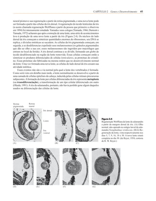 CAPÍTULO 2 Genes e Desenvolvimento                 41


neural promove sua regeneração a partir da retina pigmentada, e uma nova lente pode
ser formada a partir das células da íris dorsal. A regeneração do tecido lenticular da íris
(a assim chamada regeneração Wolffiana a partir da pessoa que primeiro a observou
em 1894) foi intensamente estudada. Yamada e seus colegas (Yamada, 1966, Dumont e
Yamada, 1972) acharam que após a remoção de uma lente, uma série de acontecimentos
leva à produção de uma nova lente a partir da íris (Figura 2.4). Os núcleos do lado
dorsal da íris começam a sintetizar quantidades enormes de ribossomos, seu DNA se
replica, e divisões mitóticas se sucedem. As células da íris pigmentada começam, em
seguida, a se desdiferenciar expelindo seus melanossomos (os grânulos pigmentados
que dão ao olho a sua cor; esses melanossomos são ingeridos por macrófagos que
entram no local da ferida). A íris dorsal continua a se dividir, formando um globo de
tecido desdiferenciado na região da lente removida. Essas células começam então a
sintetizar os produtos diferenciados de células lenticulares, as proteínas do cristali-
no. Essas proteínas são fabricadas na mesma ordem que no desenvolvimento normal
da lente. Uma vez formada uma nova lente, as células do lado dorsal da íris cessam sua
atividade mitótica.
     Esses eventos não são a via normal pela qual a lente dos vertebrados é formada.
Como será visto em detalhe mais tarde, a lente normalmente se desenvolve a partir de
uma camada de células epiteliais da cabeça, induzida pelas células retinais precursoras
subjacentes. A formação da lente por células diferenciadas da íris representa metaplasia
(ou transdiferenciação), a transformação de um tipo celular diferenciado em outro
(Okada, 1991). A íris da salamandra, portanto, não havia perdido gene algum daqueles
usados na diferenciação das células da lente.




Retina          Retina
pigmentada      neural

                                Íris dorsal



                                                                                              Figura 2.4
                                Lente                                                         Regeneração Wolffiana da lente da salamandra
                                                                                              a partir da margem dorsal da íris. (A) Olho
                                                                                              normal, não-operado no estágio larval da sala-
                                Íris                                                          mandra Notophtalmus viridiscens. (B-G) Re-
                                ventral                                                       generação da lente, vista respectivamente nos
                                                                                              dias 5, 7, 9, 16, 18 e 30. A nova lente estará
                                                                                              completa no dia 30. (de Reyer, 1954, cortesia
                                                                                              de R. W. Reyer.)
(A)                                           (B)                 (C)




(D)                      (E)                         (F)                            (G)
 