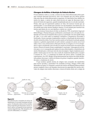 42    PARTE I Introdução à Biologia do Desenvolvimento


                                                   Clonagem de Anfíbios: A Restrição da Potência Nuclear
                                                   O teste definitivo sobre se, ou não, o núcleo de uma célula diferenciada sofreu qual-
                                                   quer restrição funcional irreversível, seria o de conseguir que esse núcleo gerasse
                                                   todo outro tipo de célula diferenciada no organismo. Se cada núcleo fosse idêntico ao
                                                   núcleo do zigoto, o núcleo de cada célula deveria ser capaz de direcionar todo o
                                                   desenvolvimento do organismo, quando transplantado para um ovo ativado enucleado.
                                                   Porém, antes que tal experimento pudesse ser feito, três técnicas tiveram que ser
                                                   aperfeiçoadas: (1) um método para enuclear ovos do hospedeiro sem destruí-los; (2)
                                                   um método para isolar núcleos doadores intactos; (3) um método para transferir tais
                                                   núcleos para dentro do ovo sem danificar o núcleo ou o oócito.
                                                        Essas técnicas foram desenvolvidas na década de 1950, em primeiro lugar por
                                                   Robert Briggs e Thomas King que combinaram a enucleação com a ativação do ovo.
                                                   Quando um oócito de rã-leopardo (Rana pipiens) é perfurado com uma agulha limpa
                                                   de vidro, o ovo sofre todas as mudanças citológicas e bioquímicas associadas à
                                                   fertilização. Ocorre rearranjo citoplasmático interno e a finalização da meiose perto
                                                   do pólo animal da célula. Esse fuso meiótico pode ser facilmente localizado quando
                                                   empurra os grânulos pigmentados do pólo animal; a punção do oócito nesse local
                                                   induz o fuso e seus cromossomos a fluir para fora do ovo (Figura 2.5). O ovo hospe-
                                                   deiro é agora considerado estar ativado (as reações de fertilização necessárias para
                                                   iniciar o desenvolvimento foram completadas) e enucleado. A passagem de um nú-
                                                   cleo para o ovo é conseguida pela ruptura de uma célula doadora e transferência do
                                                   núcleo liberado para o oócito por meio de uma micropipeta. Algum citoplasma acom-
                                                   panha o núcleo para seu novo lar, mas a razão do citoplasma doador para o receptor
                                                   é somente de 1:105, e o citoplasma do doador não parece afetar o resultado dos
                                                   experimentos. Em 1952, Briggs e King demonstraram que núcleos da célula da blás-
                                                   tula podiam direcionar o desenvolvimento de girinos completos quando transferi-
                                                   dos para o citoplasma do oócito.
                                                        O que acontece quando núcleos de estágios mais avançados são transferidos
                                                   para oócitos ativados e enucleados? Os resultados de King e Briggs (1956) estão
                                                   delineados na Figura 2.6. Enquanto a maioria dos núcleos da blástula podiam produzir
                                                   girinos completos, houve um dramático decréscimo da capacidade dos núcleos deri-
                                                   vados de estágios mais tardios direcionar o desenvolvimento direto até o estágio de




Pólo animal                                                         Fuso
                            Agulha de vidro                   meiótico isolado
                                                                                                      Micropipeta




Fuso        Grânulos       Remoção dos cromossomos                Ovo ativado              Extração e lise da                  Núcleo doador
meiótico    pigmentados       e do fuso da célula                  enucleado                célula doadora                   inserido na célula
                                                                                                                                 enucleada

Figura 2.5
Procedimento para o transplante de núcleos da                                                                   Membrana
blástula para ovos ativados enucleados de Rana                                                                   cicatriza
pipiens. As dimensões relativas do fuso meiótico
foram exageradas para demonstrar a técnica. A
bela R. pipiens na fotografia foi derivada dessa
maneira. (Segundo King, 1966; fotografia corte-
sia de M. DiBerardino e N. Hoffner.)
 