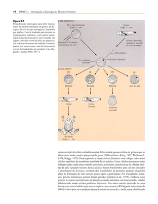 44    PARTE I Introdução à Biologia do Desenvolvimento


Figura 2.7                                       EXPERIMENTO
Procedimento empregado para obter rãs ma-                  Ovo não-fertilizado                                      Girino
duras de núcleos intestinais de girinos de Xe-               (cepa 2 – nu)                                      (cepa 1 – nu)
nopus. O ovo de tipo selvagem (2 nucléolos
por núcleo; 2-nu) é irradiado para destruir os
cromossomos maternos, e um núcleo intesti-
nal de um girino marcado (1-nu) é inserido. Em
alguns casos não ocorre divisão; em alguns ca-                                                                           Núcleo intestinal
                                                 Irradiação UV destrói                                                   epitelial é inserido
sos o desenvolvimento do embrião é sustado;
                                                 comossomos do ovo                                                       no ovo irradiado
porém, em outros casos, uma rã inteiramente
nova é formada tendo um genótipo 1-nu. (Se-
gundo Gurdon, 1968, 1977.)                                                                                Micropipeta


                                                                         Ovo receptor                Núcleo intestinal
                                                                             irradiado


                                                 RESULTADOS




                                                        Blástula                  Blástula          Blástula                Sem divisão




                                                         Girino                     Girino
                                                                                   (morre)
                                                                                                    Embrião
                                                                                                    anormal




                                                       Rã adulta
                                                     (Cepa 1 – nu)




                                                 como um tipo de célula verdadeiramente diferenciada porque células de girinos que se
                                                 alimentam ainda contêm plaquetas de gema (DiBerardino e King, 1967; McKinnell,
                                                 1978; Briggs, 1979). Para responder a essas críticas, Gurdon e seus colegas cultivaram
                                                 células epiteliais da membrana natatória de rãs adultas. Essas células mostraram estar
                                                 diferenciadas; cada uma continha queratina, a proteína característica de células adul-
                                                 tas da pele. Quando núcleos dessas células foram transferidos para oócitos ativados
                                                 e enucleados de Xenopus, nenhum dos transferidos de primeira geração progrediu
                                                 além da formação do tubo neural, pouco após a gastrulação. Por transplantes seria-
                                                 dos, porém, numerosos girinos foram gerados (Gurdon et al., 1975). Embora esses
                                                 girinos tivessem morrido antes de atingir o estado alimentar, um único núcleo celular
                                                 diferenciado ainda retinha potências incríveis. Um único núcleo derivado de uma
                                                 hemácia de uma rã adulta (que nem se replica e nem sintetiza RNA) pode sofrer mais de
                                                 100 divisões após ser transplantado para um oócito ativado e, ainda, reter a habilidade
 