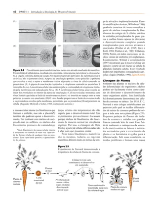 46    PARTE I Introdução à Biologia do Desenvolvimento


(A)                                                 (C)                                             po de ativação e implantação uterina. Usan-
                                                                                                    do modificações técnicas, Willadsen (1986)
                                                                                                    produziu carneiros de termo completo a
                                                                                                    partir de núcleos transplantados de blas-
                                                                                                    tômeros do estágio de 8 células; núcleos
                                                                                                    de embriões pré-implantados de gado, por-
                                                                                                    cos e coelhos foram capazes de direcionar
                                                                                                    o desenvolvimento completo quando
(B)                                                 (D)                                             transplantados para oócitos ativados e
                                                                                                    enucleados (Prather et al., 1987; Stice e
                                                                                                    Robl, 1988; Prather et al., 1989; Willadsen,
                                                                                                    1989). Porém, em todos esses casos, os nú-
                                                                                                    cleos vieram de embriões pré-implantados.
                                                                                                    Recentemente, Wilmut e colaboradores
                                                                                                    (1997) mostraram que é possível clonar um
                                                                                                    carneiro a partir de um núcleo de célula de
                                                                                                    glândula mamária adulta. Esse resultado
Figura 2.8     Procedimento para transferir núcleos para o ovo ativado enucleado de mamifero.
Um embrião de célula única, incubado em colcemida e citocalasina para relaxar o citoesquele-        poderá ter importantes conseqüências agrí-
to, é seguro com uma pipeta de sucção. Os núcleos haplóides derivados do espermatozóide e           colas e legais (Prather, 1991). [gene4.html]
do óvulo, não se juntaram ainda. A pipeta de enucleação perfura a zona pelúcida (a proteína
que envolve o ovo) e aspira a membrana celular adjacente e a área da célula contendo os             Clonagem de Plantas
pronúcleos. (A) A pipeta de enucleação é retirada e o citoplasma contendo os pronúcleos é           Somente nas plantas os núcleos de célu-
removido do ovo. A membrana celular não está rompida; a continuidade do citoplasma limita-          las diferenciadas de organismos adultos
do pela membrana está indicada pela flexa. (B) A membrana celular forma uma vesícula ao             podem ser facilmente vistos como capa-
redor dos pronúcleos no interior da pipeta de enucleação. (C) Essa vesícula é misturada com         zes de direcionar o desenvolvimento de
vírus Sendai (que induz a fusão de membranas nucleares) e é inserida no espaço entre a zona         outro organismo adulto. Essa habilidade
pelúcida e o outro ovo enucleado. (D) O vírus Sendai proporciona a fusão do ovo enucleado           foi dramaticamente demonstrada em célu-
e os pronúcleos envoltos pela membrana, permitindo que os pronúcleos (flexa) penetrem na            las de cenouras ou tabaco. Em 1958, F. C.
célula. (Segundo McGrath e Solter, 1983; cortesia dos autores.)                                     Steward e seus colegas estabeleceram um
                                                                                                    processo pelo qual os tecidos diferencia-
e massa celular interna (os blastômeros que         (cujas células são totipotentes) não dão        dos de raízes de cenouras podiam dar ori-
formam o embrião, mas não a placenta*)              suporte para o desenvolvimento total. Tais      gem a toda uma nova planta (Figura 2.9).
também não puderam apoiar o desenvolvi-             experimentos provavelmente fracassam            Pequenos pedaços de floema são isola-
mento. Em contraste com núcleos de ouri-            porque núcleos de blastômeros não funci-        dos da cenoura e rodados em grandes
ços-do-mar ou anfíbios, os núcleos dos              onam de maneira normal no citoplasma            frascos contendo leite de coco. Esse flui-
blastômeros precoces do camundongo                  zigótico. Por isso, a clonagem de Elvis         do (é realmente o endosperma da semen-
                                                    Presley a partir de células diferenciadas não   te do coco) contém os fatores e nutrien-
    *Cada blastômero da massa celular interna
                                                    é algo com que possamos contar.                 tes necessários para o crescimento da
é totipotente no sentido de reter sua capacida-
de de formar células de qualquer tipo no orga-          Nem todos blastômeros mamíferos             planta e os hormônios exigidos para a
nismo. Essa capacidade permite o aparecimen-        são os mesmos, todavia, as espécies             diferenciação. Sob essas condições, os
to de gêmeos.                                       mamíferas diferem muito em termos de tem-       tecidos proliferam e formam uma massa

                                                    Figura 2.9
                                                    Experimento de Steward demonstrando a
                                                    totipotência de células do floema da cenoura.


                                                                    Células livre do calo
                                                                 continuam a se desenvolver
                                                                       em suspensão
                                     Floema
                                     de raiz

                          Corte                                                                                                    Planta
Planta de                                         Proliferação de
                       transversal                                                                                                 jovem
cenoura                                            massa celular
                          da raiz
madura                                            (calo) em meio                    Planta embrionária
                                                   de cultura de                    transferida para meio   Planta de cenoura
                                                   leite de coco                    de cultura de agar      madura no agar
 