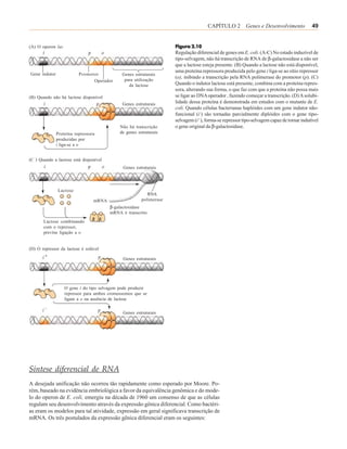 CAPÍTULO 2 Genes e Desenvolvimento                   49


(A) O operon lac                                                     Figura 2.10
                                                                     Regulação diferencial de genes em E. coli. (A-C) No estado induzível de
                                                                     tipo-selvagem, não há transcrição de RNA de β-galactosidase a não ser
                                                                     que a lactose esteja presente. (B) Quando a lactose não está disponível,
                                                                     uma proteína repressora produzida pelo gene i liga-se ao sítio repressor
Gene indutor              Promotor            Genes estruturais
                                               para utilização
                                                                     (o), inibindo a transcrição pela RNA polimerase do promotor (p). (C)
                                Operador
                                                 da lactose          Quando o indutor lactose está presente, combina com a proteína repres-
                                                                     sora, alterando sua forma, o que faz com que a proteína não possa mais
(B) Quando não há lactose disponível                                 se ligar ao DNA operador , fazendo começar a transcrição. (D) A solubi-
                                              Genes estruturais      lidade dessa proteína é demonstrada em estudos com o mutante de E.
                                                                     coli. Quando células bacterianas haplóides com um gene indutor não-
                                                                     funcional (i-) são tornadas parcialmente diplóides com o gene tipo-
                                                                     selvagem (i+), forma-se repressor tipo-selvagem capaz de tornar indutível
                                             Não há transcrição      o gene original da β-galactosidase.
               Proteína repressora           de genes estruturais
               produzidas por
               i liga-se a o


(C ) Quando a lactose está disponível
                                              Genes estruturais




               Lactose
                                                           RNA
                                 mRNA                   polimerase
                                        β-galactosidase
                                        mRNA é transcrito
       Lactose combinando
       com o repressor,
       previne ligação a o


(D) O repressor da lactose é solúvel

                                              Genes estruturais




                   O gene i do tipo selvagem pode produzir
                   repressor para ambos cromossomos que se
                   ligam a o na ausência de lactose


                                              Genes estruturais




Síntese diferencial de RNA
A desejada unificação não ocorreu tão rapidamente como esperado por Moore. Po-
rém, baseado na evidência embriológica a favor da equivalência genômica e do mode-
lo do operon de E. coli, emergiu na década de 1960 um consenso de que as células
regulam seu desenvolvimento através da expressão gênica diferencial. Como bactéri-
as eram os modelos para tal atividade, expressão em geral significava transcrição de
mRNA. Os três postulados da expressão gênica diferencial eram os seguintes:
 