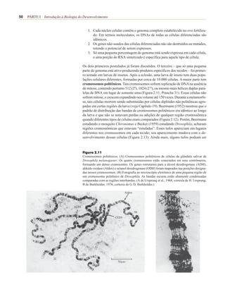 50   PARTE I Introdução à Biologia do Desenvolvimento


                                         1. Cada núcleo celular contém o genoma completo estabelecido no ovo fertiliza-
                                            do. Em termos moleculares, os DNAs de todas as células diferenciadas são
                                            idênticos.
                                         2. Os genes não-usados das células diferenciadas não são destruídos ou mutados,
                                            retendo o potencial de serem expressos.
                                         3. Só uma pequena porcentagem do genoma está sendo expressa em cada célula,
                                            e uma porção do RNA sintetizado é específica para aquele tipo de célula.

                                     Os dois primeiros postulados já foram discutidos. O terceiro – que só uma pequena
                                     parte do genoma está ativo produzindo produtos específicos dos tecidos – foi primei-
                                     ro testado em larvas de insetos. Após a eclosão, uma larva de inseto tem duas popu-
                                     lações celulares diferentes, formadas por cerca de 10.000 células. A maior parte tem
                                     cromossomos politênicos. Tais cromossomos sofrem replicação de DNA na ausência
                                     de mitose, contendo portanto 512 (29), 1024 (210), ou mesmo mais hélices duplas para-
                                     lelas de DNA em lugar de somente uma (Figura 2.11; Prancha 31). Essas células não
                                     sofrem mitose, e crescem expandindo seu volume até 150 vezes. Durante a metamorfo-
                                     se, tais células morrem sendo substituídas por células diplóides não politênicas agru-
                                     padas em certas regiões da larva (veja Capítulo 19). Beermann (1952) mostrou que o
                                     padrão de distribuição das bandas de cromossomos politênicos era idêntico ao longo
                                     da larva e que não se notavam perdas ou adições de qualquer região cromossômica
                                     quando diferentes tipos de células eram comparados (Figura 2.12). Porém, Beermann
                                     estudando o mosquito Chironomus e Becker (1959) estudando Drosophila, acharam
                                     regiões cromossômicas que estavam “estufadas”. Esses tufos apareciam em lugares
                                     diferentes nos cromossomos em cada tecido; seu aparecimento mudava com o de-
                                     senvolvimento dessas células (Figura 2.13). Ainda mais, alguns tufos podiam ser



                                     Figura 2.11
                                     Cromossomos politênicos. (A) Cromossomos politênicos de células da glândula salivar de
                                     Drosophila melanogaster. Os quatro cromossomos estão conectados em seus centrômeros,
                                     formando um denso cromocentro. Os genes estruturais para a álcool desidrogenase (ADH),
                                     aldeído oxidase (Aldox) e octanol desidrogenase (ODH) foram mapeados nas posições designa-
                                     das nesses cromossomos. (B) Fotografia ao microscópio eletrônico de uma pequena região de
                                     um cromossomo politênico de Drosophila. As bandas escuras estão altamente condensadas
                                     comparadas com as regiões interbandas. (A de Ursprung et al., 1968, cortesia de H. Ursprung;
                                     B de Burkholder, 1976, cortesia de G. D. Burkholder.)

                                                                    Aldox
 