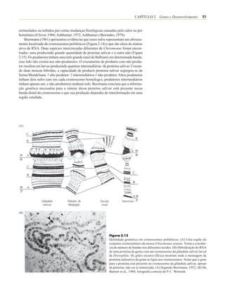 CAPÍTULO 2 Genes e Desenvolvimento             51


estimulados ou inibidos por certas mudanças fisiológicas causadas pelo calor ou por
hormônios (Clever, 1966; Ashburner, 1972; Ashburner e Berondes, 1978).
    Beermann (1961) apresentou evidências que esses tufos representam um afrouxa-
mento localizado de cromossomos politênicos (Figura 2.14) e que são sítios de síntese
ativa de RNA. Duas espécies intercruzadas diferentes de Chiromonus foram encon-
tradas: uma produzindo grande quantidade de proteína salivar e a outra não (Figura
2.15). Os produtores tinham uma tufo grande (anel de Balbiani) em determinada banda;
esse tufo não existia nos não-produtores. O cruzamento de produtor com não-produ-
tor resultou em larvas produzindo quantias intermediárias de proteína salivar. Cruzan-
do duas moscas híbridas, a capacidade de produzir proteína salivar segregou-se de
forma Mendeliana: 1 alto produtor: 2 intermediários:1 não-produtor. Altos produtores
tinham dois tufos (um em cada cromossomo homólogo), produtores intermediários
tinham apenas um, e não-produtores nenhum tufo. Beermann concluiu que a informa-
ção genética necessária para a síntese dessa proteína salivar está presente nessa
banda distal do cromossomo e que sua produção dependia de transformação em uma
região estufada.




(A)




               Glândula          Túbulos de             Tecido            Intestino
                salivar           Malpighi               retal

(B)




                                                                 Figura 2.12
                                                                 Identidade genômica em cromossomos politênicos. (A) Uma região do
                                                                 conjunto cromossômico da mosca Chiromonus tentans. Notar a constân-
                                                                 cia do número de bandas nos diferentes tecidos. (B) Hibridização do RNA
                                                                 de uma proteína da gema com um cromossomo da glândula salivar larval
                                                                 de Drosophila. Os grãos escuros (flexa) mostram onde a mensagem da
                                                                 proteína radioativa da gema se ligou aos cromossomos. Notar que o gene
                                                                 para a proteína está presente no cromossomo da glândula salivar, apesar
                                                                 da proteína não ser aí sintetizada. (A) Segundo Beermann, 1952; (B) De
                                                                 Barnett et al., 1980; fotografia cortesia de P. C. Wensink.
 
