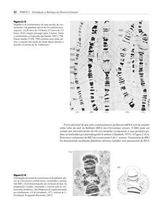 52    PARTE I Introdução à Biologia do Desenvolvimento


Figura 2.13
Seqüência de estufamentos de uma porção do cro-
mossomo 3 da glândula salivar de Drosophila mela-
nogaster. (A,B) larva de 110 horas; (C) larva de 115
horas; (D,E) estágio pré-pupa (após 4 horas). Notar
o estufamento e a regressão das bandas 74EF e 75B.
Outras bandas (71DE, 78D) estufam mais tarde, po-
rém, a maioria não estufa de modo algum durante o
período. (Cortesia de M. Ashburner.)




                                                               (A)         (B)           (C)                 (D)           (E)




                                                    Prova adicional de que tufos cromossômicos produzem mRNA vem de estudos
                                                sobre tufos do anel de Balbiani (BR2) em Chironomus tentans. O BR2 pode ser
                                                isolado por microdissecção devido seu tamanho excepcional, e seus produtos po-
                                                dem ser analisados por autoradiografia (Lambert e Daneholt, 1975). A Figura 2.16 A,
                                                B mostra o isolamento de BR2 do cromossomo 4 de C. tentans. Transcrição de BR2
                                                foi demonstrada incubando glândulas salivares isoladas com precursores de RNA



                                                         (A)




                                                                                                     (B)


Figura 2.14
Terminação proximal do cromossomo 4 da glândula sali-
var de Chiromonus pallidivitatus, mostrando o enorme
tufo BR2. (A) Fotomicrografia em contraste de fase, de
preparações coradas, mostrando o extenso tufo no cro-
mossomo politênico. (B) Diagrama da região passando
por estufamento. (A de Grossbach, 1973, cortesia de U.
Grossbach; B segundo Beermann, 1963)
 