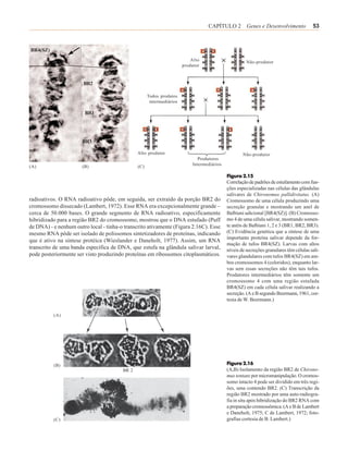CAPÍTULO 2 Genes e Desenvolvimento                    53



BR4(SZ)
                                                                           Alto                       Não-produtor
                                                                       produtor


                       BR2

                                                     Todos produtos
                                                      intermediários

                        BR1




                       BR3

                                               Alto produtor                                        Não-produtor
                                                                             Produtores
(A)                    (B)                     (C)                         Intermediários

                                                                                            Figura 2.15
                                                                                            Correlação de padrões de estufamento com fun-
                                                                                            ções especializadas nas células das glândulas
                                                                                            salivares de Chironomus pallidivitatus. (A)
radioativos. O RNA radioativo pôde, em seguida, ser extraído da porção BR2 do               Cromossomo de uma célula produzindo uma
cromossomo dissecado (Lambert, 1972). Esse RNA era excepcionalmente grande –                secreção granular e mostrando um anel de
cerca de 50.000 bases. O grande segmento de RNA radioativo, especificamente                 Balbiani adicional [BR4(SZ)]. (B) Cromosso-
hibridizado para a região BR2 do cromossomo, mostrou que o DNA estufado (Puff               mo 4 de uma célula salivar, mostrando somen-
de DNA) - e nenhum outro local - tinha-o transcrito ativamente (Figura 2.16C). Esse         te anéis de Balbiani 1, 2 e 3 (BR1, BR2, BR3).
mesmo RNA pôde ser isolado de polissomos sintetizadores de proteínas, indicando             (C) Evidência genética que a síntese de uma
                                                                                            importante proteína salivar depende da for-
que é ativo na síntese protéica (Wieslander e Daneholt, 1977). Assim, um RNA
                                                                                            mação de tufos BR4(SZ). Larvas com altos
transcrito de uma banda específica de DNA, que estufa na glândula salivar larval,           níveis de secreções granulares têm células sali-
pode posteriormente ser visto produzindo proteínas em ribossomos citoplasmáticos.           vares glandulares com tufos BR4(SZ) em am-
                                                                                            bos cromossomos 4 (coloridos), enquanto lar-
                                                                                            vas sem essas secreções não têm tais tufos.
                                                                                            Produtores intermediários têm somente um
                                                                                            cromossomo 4 com uma região estufada
                                                                                            BR4(SZ) em cada célula salivar realizando a
                                                                                            secreção. (A e B segundo Beermann, 1961, cor-
                                                                                            tesia de W. Beermann.)


          (A)




          (B)                                                                               Figura 2.16
                                        BR 2                                                (A,B) Isolamento da região BR2 de Chirono-
                                                                                            mus tentans por micromanipulação. O cromos-
                                                                                            somo intacto 4 pode ser dividido em três regi-
                                                                                            ões, uma contendo BR2. (C) Transcrição da
                                                                                            região BR2 mostrado por uma auto-radiogra-
                                                                                            fia in situ após hibridização do BR2 RNA com
                                                                                            a preparação cromossômica. (A e B de Lambert
                                                                                            e Daneholt, 1975; C de Lambert, 1972; foto-
          (C)                                                                               grafias cortesia de B. Lambert.)
 