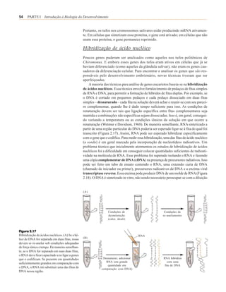 54    PARTE I Introdução à Biologia do Desenvolvimento


                                                 Portanto, os tufos nos cromossomos salivares estão produzindo mRNA ativamen-
                                                 te. Em células que sintetizam essa proteína, o gene está ativado; em células que não
                                                 usam essa proteína, o gene permanece reprimido.

                                                 Hibridização de ácido nucléico
                                                 Poucos genes puderam ser analisados como aqueles nos tufos politênicos de
                                                 Chiromonus. E embora esses genes dos tufos eram ativos em células que já se
                                                 haviam diferenciado (como aquelas da glândula salivar), não eram os genes cau-
                                                 sadores da diferenciação celular. Para encontrar e analisar os genes que são res-
                                                 ponsáveis pelo desenvolvimento embrionário, novas técnicas tiveram que ser
                                                 aperfeiçoadas.
                                                     A maioria das técnicas para análise de genes eucariotos baseia-se na hibridização
                                                 de ácidos nucléicos. Essa técnica envolve fortalecimento de pedaços de fitas simples
                                                 de RNA e DNA, para permitir a formação de híbridos de fitas duplas. Por exemplo, se
                                                 o DNA é cortado em pequenos pedaços e cada pedaço dissociado em duas fitas
                                                 simples – desnaturado – cada fita na solução deverá achar e reunir-se com seu parcei-
                                                 ro complementar, quando lhe é dado tempo suficiente para isso. As condições de
                                                 renaturação devem ser tais que ligação específica entre fitas complementares seja
                                                 mantida e combinações não específicas sejam dissociadas. Isso é, em geral, consegui-
                                                 do variando a temperatura ou as condições iônicas da solução em que ocorre a
                                                 renaturação (Wetmur e Davidson, 1968). De maneira semelhante, RNA sintetizado a
                                                 partir de uma região particular do DNA poderia ser esperado ligar-se à fita do qual foi
                                                 transcrito (Figura 2.17). Assim, RNA pode ser esperado hibridizar especificamente
                                                 com o gene que o codifica. Para medir essa hibridização, uma das fitas de ácido nucléico
                                                 (a sonda) é em geral marcada pela incorporação de nucleotídeos radioativos. Um
                                                 problema técnico que inicialmente atormentou os estudos de hibridização de ácidos
                                                 nucléicos foi a dificuldade em conseguir colocar quantidades suficientes de radioati-
                                                 vidade na molécula de RNA. Esse problema foi superado isolando o RNA e fazendo
                                                 uma cópia complementar de DNA (cDNA) na presença de precursores radiativos. Isso
                                                 pode ser feito em tubo de ensaio contendo o RNA, uma extensão curta de DNA
                                                 (chamado de iniciador ou primer), precursores radioativos de DNA e a enzima viral
                                                 transcriptase reversa. Essa enzima pode produzir DNA de um molde de RNA (Figura
                                                 2.18). O DNA é sintetizado in vitro, não sendo necessário preocupar-se com a diluição


                                                 (A)




                                                                  Condições de                            Condições de
                                                                  desnaturação                           re-anelamento
                                                                  (calor, álcali)



Figura 2.17
Hibridização de ácidos nucléicos. (A) Se a hé-                                          RNA
                                                 (B)
lice de DNA for separada em duas fitas, essas
devem se re-anelar sob condições adequadas
de força iônica e tempo. De maneira semelhan-
te, se o DNA for separado em suas duas fitas,
o RNA deve ficar capacitado a se ligar a genes
que o codificam. Se presente em quantidades                    Desnaturar; adicionar                      RNA hibridiza
                                                                 RNA (em grande                              com uma
suficientemente grandes em comparação com
                                                                  quantidade em                            fita de DNA
o DNA, o RNA irá substituir uma das fitas de                  comparação com DNA)
DNA nessa região.
 