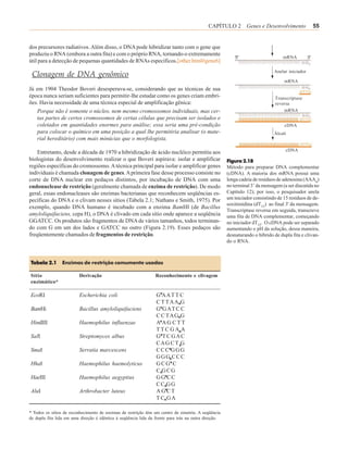 CAPÍTULO 2 Genes e Desenvolvimento                  55


dos precursores radiativos. Além disso, o DNA pode hibridizar tanto com o gene que
produziu o RNA (embora a outra fita) e com o próprio RNA, tornando-o extremamente
                                                                                                                                  mRNA
útil para a detecção de pequenas quantidades de RNAs específicos.[other.html#gene6]
                                                                                                                             Anelar iniciador
 Clonagem de DNA genômico
                                                                                                                                  mRNA
Já em 1904 Theodor Boveri desesperava-se, considerando que as técnicas de sua
época nunca seriam suficientes para permitir-lhe estudar como os genes criam embri-                                           Transcriptase
ões. Havia necessidade de uma técnica especial de amplificação gênica:                                                        reversa
    Porque não é somente o núcleo, nem mesmo cromossomos individuais, mas cer-                                                    mRNA
    tas partes de certos cromossomos de certas células que precisam ser isolados e
    coletados em quantidades enormes para análise; essa seria uma pré-condição                                                    cDNA
    para colocar o químico em uma posição a qual lhe permitiria analisar (o mate-                                            Álcali
    rial hereditário) com mais minúcias que o morfologista.
                                                                                                                                   cDNA
    Entretanto, desde a década de 1970 a hibridização de ácido nucléico permitiu aos
biologistas do desenvolvimento realizar o que Boveri aspirava: isolar e amplificar                    Figura 2.18
regiões específicas do cromossomo. A técnica principal para isolar e amplificar genes                 Método para preparar DNA complementar
individuais é chamada clonagem de genes. A primeira fase desse processo consiste no                   (cDNA). A maioria dos mRNA possui uma
corte de DNA nuclear em pedaços distintos, por incubação de DNA com uma                               longa cadeia de resíduos de adenosina (AAAn)
endonuclease de restrição (geralmente chamada de enzima de restrição). De modo                        no terminal 3’ da mensagem (a ser discutida no
geral, essas endonucleases são enzimas bacterianas que reconhecem seqüências es-                      Capítulo 12); por isso, o pesquisador anela
pecíficas do DNA e o clivam nesses sítios (Tabela 2.1; Nathans e Smith, 1975). Por                    um iniciador consistindo de 15 resíduos de de-
                                                                                                      soxitimidina (dT15) ao final 3' da mensagem.
exemplo, quando DNA humano é incubado com a enzima BamHI (de Bacillus
                                                                                                      Transcriptase reversa em seguida, transcreve
amyloliquifaciens, cepa H), o DNA é clivado em cada sítio onde aparece a seqüência                    uma fita de DNA complementar, começando
GGATCC. Os produtos são fragmentos de DNA de vários tamanhos, todos terminan-                         no iniciador dT15. O cDNA pode ser separado
do com G em um dos lados e GATCC no outro (Figura 2.19). Esses pedaços são                            aumentando o pH da solução, dessa maneira,
freqüentemente chamados de fragmentos de restrição.                                                   desnaturando o híbrido de dupla fita e clivan-
                                                                                                      do o RNA.



Tabela 2.1       Enzimas de restrição comumente usadas

Sítio                    Derivação                               Reconhecimento e clivagem
enzimático*

EcoRI                    Escherichia coli                        G AA T T C
                                                                 C T TAA G
BamHi                    Bacillus amyloliquifaciens              G G AT C C
                                                                 C C TAG G
HindIII                  Haemophilus influenzae                  A AG CTT
                                                                 TTC GA A
SalI                     Streptomyces albus                      G TC GAC
                                                                 CAG C T G
SmaI                     Serratia marcescens                     CCC GGG
                                                                 GGG CCC
HhaI                     Haemophilus haemolyticus                GCG C
                                                                 C GCG
HaeIII                   Haemophilus aegyptius                   GG CC
                                                                 CC GG
AluI                     Arthrobacter luteus                     AGCT
                                                                 T C GA

* Todos os sítios de reconhecimento de enzimas de restrição têm um centro de simetria. A seqüência
de dupla fita lida em uma direção é idêntica à seqüência lida da frente para trás na outra direção.
 