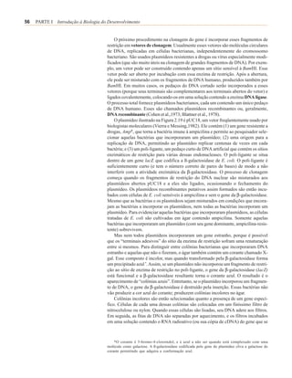 56   PARTE I Introdução à Biologia do Desenvolvimento


                                         O próximo procedimento na clonagem do gene é incorporar esses fragmentos de
                                     restrição em vetores de clonagem. Usualmente esses vetores são moléculas circulares
                                     de DNA, replicadas em células bacterianas, independentemente do cromossomo
                                     bacteriano. São usados plasmídeos resistentes a drogas ou vírus especialmente modi-
                                     ficados (que são muito úteis na clonagem de grandes fragmentos de DNA). Por exem-
                                     plo, um vetor pode ser construído contendo apenas um sítio sensível à BamHI. Esse
                                     vetor pode ser aberto por incubação com essa enzima de restrição. Após a abertura,
                                     ele pode ser misturado com os fragmentos de DNA humano, produzidos também por
                                     BamHI. Em muitos casos, os pedaços do DNA cortado serão incorporados a esses
                                     vetores (porque seus terminais são complementares aos terminais abertos do vetor) e
                                     ligados covalentemente, colocando-os em uma solução contendo a enzima DNA ligase.
                                     O processo total fornece plasmídeos bacterianos, cada um contendo um único pedaço
                                     de DNA humano. Esses são chamados plasmídeos recombinantes ou, geralmente,
                                     DNA recombinante (Cohen et al.,1973; Blattner et al., 1978).
                                         O plasmídeo ilustrado na Figura 2.19 é pUC18, um vetor freqüentemente usado por
                                     biologistas moleculares (Vierra e Messing,1982). Ele contém (1) um gene resistente a
                                     drogas, AmpR, que torna a bactéria imune à ampicilina e permite ao pesquisador sele-
                                     cionar aquelas bactérias que incorporaram um plasmídeo; (2) uma origem para a
                                     replicação de DNA, permitindo ao plasmídeo replicar centenas de vezes em cada
                                     bactéria; e (3) um poli-ligante, um pedaço curto de DNA artificial que contém os sítios
                                     enzimáticos de restrição para várias dessas endonucleases. O poli-ligante se situa
                                     dentro de um gene lacZ que codifica a ß-galactosidase de E. coli. O poli-ligante é
                                     suficientemente curto (e tem o número correto de pares de bases) de modo a não
                                     interferir com a atividade enzimática da β-galactosidase. O processo de clonagem
                                     começa quando os fragmentos de restrição do DNA nuclear são misturados aos
                                     plasmídeos abertos pUC18 e a eles são ligados, ocasionando o fechamento do
                                     plasmídeo. Os plasmídeos recombinantes putativos assim formados são então incu-
                                     bados com células de E. coli sensíveis à ampicilina e sem o gene da β-galactosidase.
                                     Mesmo que as bactérias e os plasmídeos sejam misturados em condições que encora-
                                     jam as bactérias a incorporar os plasmídeos, nem todas as bactérias incorporam um
                                     plasmídeo. Para evidenciar aquelas bactérias que incorporaram plasmídeos, as células
                                     tratadas de E. coli são cultivadas em ágar contendo ampicilina. Somente aquelas
                                     bactérias que incorporaram um plasmídeo (com seu gene dominante, ampicilina-resis-
                                     tente) sobrevivem.
                                         Mas nem todos plasmídeos incorporaram um gene estranho, porque é possível
                                     que os “terminais adesivos” do sítio da enzima de restrição sofram uma renaturação
                                     entre si mesmos. Para distinguir entre colônias bacterianas que incorporaram DNA
                                     estranho e aquelas que não o fizeram, o ágar também contém um corante chamado X-
                                     gal. Esse composto é incolor, mas quando transformado pela β-galactosidase forma
                                     um precipitado azul *.Assim, se um plasmídeo não incorporou um fragmento de restri-
                                     ção ao sítio de enzima de restrição no poli-ligante, o gene da β-galactosidase (lacZ)
                                     está funcional e a β-galactosidase resultante torna o corante azul. O resultado é o
                                     aparecimento de “colônias azuis”. Entretanto, se o plasmídeo incorporou um fragmen-
                                     to de DNA, o gene da β-galactosidase é destruído pela inserção. Essas bactérias não
                                     vão produzir a cor azul do corante; produzem colônias incolores no ágar.
                                         Colônias incolores são então selecionadas quanto a presença de um gene especí-
                                     fico. Células de cada uma dessas colônias são colocadas em um finíssimo filtro de
                                     nitrocelulose ou nylon. Quando essas células são lisadas, seu DNA adere aos filtros.
                                     Em seguida, as fitas de DNA são separadas por aquecimento, e os filtros incubados
                                     em uma solução contendo o RNA radioativo (ou sua cópia de cDNA) do gene que se



                                         *O corante é 5-bromo-4-cloroindol, e é azul a não ser quando está complexado com uma
                                     molécula como galactose. A ß-galactosidase codificada pelo gene do plasmídeo cliva a galactose do
                                     corante permitindo que adquira a conformação azul.
 