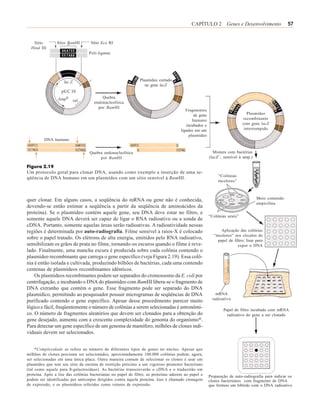 CAPÍTULO 2 Genes e Desenvolvimento                      57


   Sítio        Sítio BamHI        Sítio Eco RI
  Hind III
                                  Poli-ligante




                                                              Plasmídeo cortado
                                                                 no gene lacZ

                                         Quebra
                                     endonucleolítica
                                       por BamHI
                                                                                        Fragmentos
                                                                                             de gene                         Plasmídeo
                                                                                            humano                        recombinante
                                                                                        incubados e                       com gene lacZ
                                                                                     ligados em um                         interrompido
                                                                                          plasmídeo
         DNA humano


                                  Quebra endonucleolítica                                                Mistura com bactérias
                                       por BamHI                                                       (lacZ–, sensível à amp.)

Figura 2.19
Um protocolo geral para clonar DNA, usando como exemplo a inserção de uma se-
                                                                                                            “Colônias
qüência de DNA humano em um plasmídeo com um sítio sensível à BamHI.
                                                                                                            incolores”



quer clonar. Em alguns casos, a seqüência do mRNA ou gene não é conhecida,                                                         Meio contendo
                                                                                                                                   ampicilina
devendo-se então estimar a seqüência a partir da seqüência de aminoácidos da
proteína). Se o plasmídeo contém aquele gene, seu DNA deve estar no filtro, e
                                                                                                       “Colônias azuis”
somente aquele DNA deverá ser capaz de ligar o RNA radioativo ou a sonda de
cDNA. Portanto, somente aquelas áreas serão radioativas. A radioatividade nessas
regiões é determinada por auto-radiografia. Filme sensível a raios-X é colocado                               Aplicação das colônias
                                                                                                         “incolores” nos círculos do
sobre o papel tratado. Os elétrons de alta energia, emitidos pelo RNA radioativo,                           papel de filtro; lisar para
sensibilizam os grãos de prata no filme, tornando-os escuros quando o filme é reve-                                    expor o DNA
lado. Finalmente, uma mancha escura é produzida sobre cada colônia contendo o
plasmídeo recombinante que carrega o gene específico (veja Figura 2.19). Essa colô-
nia é então isolada e cultivada, produzindo bilhões de bactérias, cada uma contendo
centenas de plasmídeos recombinantes idênticos.
    Os plasmídeos recombinantes podem ser separados do cromossomo da E. coli por
centrifugação, e incubando o DNA do plasmídeo com BamHI libera-se o fragmento de
DNA extranho que contém o gene. Esse fragmento pode ser separado do DNA
plasmídico, permitindo ao pesquisador possuir microgramas de seqüências de DNA                             mRNA
                                                                                                         radioativo
purificado contendo o gene específico. Apesar desse procedimento parecer muito
lógico e fácil, freqüentemente o número de colônias a serem selecionadas é astronômi-                          Papel de filtro incubado com mRNA
co. O número de fragmentos aleatórios que devem ser clonados para a obtenção do                                  radioativo do gene a ser clonado
gene desejado, aumenta com a crescente complexidade do genoma do organismo*.
Para detectar um gene específico de um genoma de mamífero, milhões de clones indi-
viduais devem ser selecionados.


     *Complexidade se refere ao número de diferentes tipos de genes no núcleo. Apesar que
milhões de clones precisam ser selecionados, aproximadamente 100.000 colônias podem, agora,
ser selecionadas em uma única placa. Outra maneira comum de selecionar os clones é usar um
plasmídeo que tem seu sítio da enzima de restrição próximo a um vigoroso promotor bacteriano
(tal como aquele para ß-galactosidase). As bactérias transcreverão o cDNA e o traduzirão em
proteína. Após a lise das colônias bacterianas no papel de filtro, as proteínas aderem ao papel e      Preparação de auto-radiografia para indicar os
podem ser identificadas por anticorpos dirigidos contra àquela proteína. Isso é chamado clonagem       clones bacterianos com fragmento de DNA
de expressão, e os plasmídeos referidos como vetores de expressão.                                     que formou um híbrido com o DNA radioativo
 