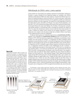 58    PARTE I Introdução à Biologia do Desenvolvimento


                                                  Hibridização de DNA: entre e intra espécies
                                                  Clones podem ser selecionados por qualquer segmento de nucleotídeos radioativos.
                                                  Portanto, os genes clonados de um organismo podem ser sondados com cDNAs
                                                  radioativos derivados do mRNA de outras espécies. Uma das descobertas mais exci-
                                                  tantes da moderna biologia do desenvolvimento foi verificar que genes usados para
                                                  processos específicos de desenvolvimento em um organismo, podem ser usados para
                                                  processos similares em outro organismo. Drosophila teve uma importância crítica na
                                                  descoberta desses genes. Iniciando com Morgan, esses genes foram mapeados e, nos
                                                  anos 60, E. B. Lewis confirmou que alguns desses genes são responsáveis pela forma-
                                                  ção de partes básicas do corpo (veja Capítulo 14). Um deles, Antennapedia, é um gene
                                                  cujo produto protéico é essencial para inibir a formação de estruturas da cabeça no
                                                  tórax. Se o gene não está presente, antenas crescem onde deveriam estar as pernas. Se
                                                  o gene é expresso na cabeça (como sucede em um mutante específico), a mosca
                                                  desenvolve um conjunto extra de pernas saindo das cavidades orbitais (veja Figura
                                                  14.28). Poderia tal gene existir em vertebrados?
                                                      Evidências desses genes em vertebrados apareceram em transferências de DNA,
                                                  algumas vezes chamadas de transferências Southern devido a seu inventor, E. M.
                                                  Southern (1975). DNA de numerosos organismos vertebrados e invertebrados, foram
                                                  tratados com uma enzima de restrição, e os fragmentos de DNA resultantes foram
                                                  separados em uma eletroforese em gel. As misturas de fragmentos foram colocadas em
                                                  fendas em um dos lados do gel, que foi em seguida submetido à uma corrente elétrica.
                                                  Os fragmentos de DNA carregados negativamente migraram em direção ao pólo posi-
                                                  tivo, os fragmentos menores movendo-se mais rapidamente do que os maiores. *
                                                  Como a hibridização não pode ser feita dentro do gel; o DNA deve ser colocado em
                                                  uma superfície plana, e isso é feito por transferência. Após a desnaturação das fitas de
                                                  DNA em álcali, os pesquisadores retornaram o gel a um pH neutro e em seguida o
Figura 2.20                                       colocaram sobre um papel de filtro úmido suportado por uma estrutura de plástico
Transferência Southern. DNA é tratado com         (Figura 2.20; Mc Ginnis et al., 1984; Holland e Hogan, 1986). Papel de nitrocelulose
enzimas de restrição e os fragmentos resul-
                                                  (capaz de ligar DNA de fita única) foi colocado diretamente sobre o gel e coberto com
tantes são colocados em um gel e separados
por eletroforese. Após a separação, o DNA é       múltiplas camadas de papel-toalha secas. O papel de filtro abaixo do gel estava em
desnaturado em fitas únicas. O gel é, em se-      comunicação com o interior de uma cuba contendo tampão de alta força iônica. O
guida, colocado sobre um papel de filtro          tampão caminhou para cima através do gel e do filtro de nitrocelulose para as toalhas
saturado com tampão de alta força iônica. Pa-     de papel. O DNA também foi levado por esse fluxo de tampão, mas foi detido pelo filtro
pel de nitrocelulose ou um filtro de nylon é      de nitrocelulose; assim, o DNA foi transferido do gel ao papel de nitrocelulose. Após
colocado sobre o gel e o conjunto coberto         fixar pelo calor os fragmentos de DNA no papel de nitrocelulose (de outra forma eles
com toalhas de papel. O tampão de transfe-
rência atravessa o gel, o papel de nitrocelulo-
se e as toalhas por ação capilar, levando jun-        *Considerando a mesma relação carga/massa, fragmentos menores adquirem uma maior veloci-
to o DNA. O DNA de fita única é retido pelo       dade que os maiores quando impulsionados pela mesma energia. Isso é uma função da equação de
                                                  energia cinética, E=1/2 mv2. Resolvendo para velocidade, encontramos que ela é inversamente
papel de nitrocelulose. As posições do DNA
                                                  proporcional à raiz quadrada da massa.
no papel diretamente refletem a posição dos                                                                                       Filtro de
fragmentos de DNA no gel.                                                                                                       nitrocelulose
                                                                                                                                  ou nylon

                                                             Espaçadores          Papel-toalha                         Peso

                                                                                                   Contatos de
                           Desnaturar fragmentos de                                              papel de filtro
                           DNA à fitas simples em álcali



                                           Suporte

                                                Cuba com
                                                                         Gel
 Digestão com restrição                      solução tampão                                                    Colocar filtro de nitrocelulose
     e eletroforese                                        Colocar gel no papel de filtro                     ou membrana de nylon sobre gel:
   em gel de agarose                                       úmido entre 2 espaçadores                            colocar papel-toalha e peso
 