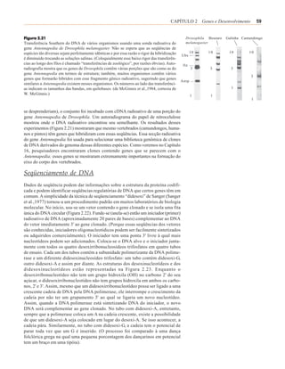 CAPÍTULO 2 Genes e Desenvolvimento            59


Figura 2.21                                                                                      Drosophila Besouro   Galinha Camundongo
Transferência Southern do DNA de vários organismos usando uma sonda radioativa do                melanogaster
gene Antennapedia de Drosophila melanogaster. Não se espera que as seqüências de
espécies tão diversas sejam perfeitamente idênticas e por essa razão o rigor da hibridização          10    10         10        10
                                                                                               Ubx
é diminuído trocando as soluções salinas. (Coloquialmente esse baixo rigor das transferên-
cias ao longo dos filos é chamado “transferências de zoológico”, por razões óbvias). Auto-      ftz
radiografia mostra que os genes de Drosophila contêm várias porções que são como as do                3      3          3
gene Antennapedia em termos de estrutura; também, muitos organismos contêm vários
                                                                                                                                  3
genes que formarão híbridos com esse fragmento gênico radioativo, sugerindo que genes
                                                                                               Antp
similares a Antennapedia existem nesses organismos. Os números ao lado das transferênci-
as indicam os tamanhos das bandas, em quilobases. (de McGinnis et al.,1984, cortesia de                                 1
W. McGinnis.)                                                                                         1      1
                                                                                                                                  1


se desprenderiam), o conjunto foi incubado com cDNA radioativo de uma porção do
gene Antennapedia de Drosophila. Um autoradiograma do papel de nitrocelulose
mostrou onde o DNA radioativo encontrou seu semelhante. Os resultados desses
experimentos (Figura 2.21) mostraram que mesmo vertebrados (camundongos, huma-
nos e pintos) têm genes que hibridizam com essas seqüências. Essa secção radioativa
do gene Antennapedia foi usada para selecionar uma biblioteca genômica de clones
de DNA derivados do genoma dessas diferentes espécies. Como veremos no Capítulo
16, pesquisadores encontraram clones contendo genes que se parecem com o
Antennapedia; esses genes se mostraram extremamente importantes na formação do
eixo do corpo dos vertebrados.

Seqüenciamento de DNA
Dados de seqüência podem dar informações sobre a estrutura da proteína codifi-
cada e podem identificar seqüências regulatórias de DNA que certos genes têm em
comum. A simplicidade da técnica de seqüenciamento “didesoxi” de Sanger (Sanger
et al.,1977) tornou-a um procedimento padrão em muitos laboratórios de biologia
molecular. No início, usa-se um vetor contendo o gene clonado e se isola uma fita
única do DNA circular (Figura 2.22). Funde-se (anela-se) então um iniciador (primer)
radioativo de DNA (aproximadamente 20 pares de bases) complementar ao DNA
do vetor imediatamente 3' ao gene clonado. (Porque essas seqüências dos vetores
são conhecidas, iniciadores oligonucleotídicos podem ser facilmente sintetizados
ou adquiridos comercialmente). O iniciador tem uma ponta 3' livre à qual mais
nucleotídeos podem ser adicionados. Coloca-se o DNA alvo e o iniciador junta-
mente com todos os quatro desoxirribonucleosídeos trifosfatos em quatro tubos
de ensaio. Cada um dos tubos contém a subunidade polimerizante da DNA polime-
rase e um diferente didesoxinucleosídeo trifosfato: um tubo contém didesoxi-G,
outro didesoxi-A e assim por diante. As estruturas dos desoxinucleotídeos e dos
didesoxinucleotídeos estão representadas na Figura 2.23. Enquanto o
desoxirribonucleotídeo não tem um grupo hidroxila (OH) no carbono 2' do seu
açúcar, o didesoxirribonucleotídeo não tem grupos hidroxila em ambos os carbo-
nos, 2' e 3'. Assim, mesmo que um didesoxirribonucleotídeo possa ser ligado a uma
crescente cadeia de DNA pela DNA polimerase, ele interrompe o crescimento da
cadeia por não ter um grupamento 3' ao qual se ligaria um novo nucleotídeo.
Assim, quando a DNA polimerase está sintetizando DNA do iniciador, o novo
DNA será complementar ao gene clonado. No tubo com didesoxi-A, entretanto,
sempre que a polimerase coloca um A na cadeia crescente, existe a possibilidade
de que um didesoxi-A seja colocado em lugar do desoxi-A. Se isso acontecer, a
cadeia pára. Similarmente, no tubo com didesoxi-G, a cadeia tem o potencial de
parar toda vez que um G é inserido. (O processo foi comparado à uma dança
folclórica grega na qual uma pequena porcentagem dos dançarinos em potencial
tem um braço em uma tipóia).
 