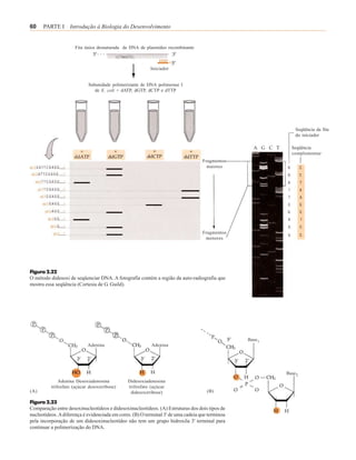 60    PARTE I Introdução à Biologia do Desenvolvimento


                      Fita única desnaturada de DNA de plasmídeo recombinante



                                                          Iniciador


                            Subunidade polimerizante de DNA polimerase I
                               de E. coli + dATP, dGTP, dCTP e dTTP




                                                                                                              Seqüência da fita
                                                                                                              do iniciador

                                                                                                            Seqüência
                                                                                                            complementar
                                                                                   Fragmentos
                                                                                     maiores




                                                                                   Fragmentos
                                                                                    menores




Figura 2.22
O método didesoxi de seqüenciar DNA. A fotografia contém a região da auto-radiografia que
mostra essa seqüência (Cortesia de G. Guild).




                                                                                                 Base 1
                            Adenina                       Adenina




                                                                                                          Base 2
              Adenina Desoxiadenosina          Didesoxiadenosina
          trifosfato (açúcar desoxirribose)    trifosfato (açúcar
(A)                                             didesoxirribose)                     (B)

Figura 2.23
Comparação entre desoxinucleotídeos e didesoxinucleotídeos. (A) Estruturas dos dois tipos de
nucleotídeos. A diferença é evidenciada em cores. (B) O terminal 3' de uma cadeia que terminou
pela incorporação de um didesoxinucleotídeo não tem um grupo hidroxila 3' terminal para
continuar a polimerização do DNA.
 