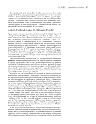 CAPÍTULO 2 Genes e Desenvolvimento   61


    Em cada tubo estão sendo feitas milhões de cadeias e por essa razão eles conterão
uma população de cadeias, algumas interrompidas no primeiro sítio possível, outras
no último e algumas em sítios intermediários. O tubo com didesoxi-A, por exemplo,
conterá cadeias com diferentes e distintos comprimentos, cada uma terminando com o
resíduo A. Os fragmentos de DNA radioativo resultantes serão separados por eletro-
forese. O resultado é uma “escada” de fragmentos onde cada “degrau” é uma seqüên-
cia de nucleotídeos de comprimento diferente. Lendo escada acima, obtem-se a se-
qüência do DNA complementar àquela do gene clonado.

Análise de mRNA através de bibliotecas de cDNA
Agora podemos retornar à especificidade da transcrição de mRNA: É possível
isolar populações de mRNA que caracterizam certos tipos de células e estão au-
sentes em todas as outras? Para encontrar esses RNAs, podemos “clonar” os
mRNA de diferentes tipos de células e compará-los. Como mostra a Figura 2.24A,
isso é feito tomando os RNAs mensageiros de uma célula ou tecido e converten-
do-os em fitas de DNA complementar. Levando esse procedimento um passo à
frente (com o auxílio de DNA polimerase e S1 nuclease), podemos transformar
essa população de cDNA de fita única em outra contendo pedaços de cDNA com
fitas duplas. Essas fitas de DNA podem ser inseridas em plasmídeos, adicionan-
do-lhes “finais” apropriados com DNA ligase. Acoplando um fragmento GATCC/
G aos terminais rombudos desse pedaço de DNA cria-se um corte artificial de
restrição BamHI, o que permite a inserção em um vírus ou plasmídeo clivado por
essa enzima (Figura 2.24B).
    Tais coleções de clones derivados de mRNAs são freqüentemente chamadas de
bibliotecas. Assim, podemos ter uma biblioteca de fígado de embrião de camundongo
de 16 dias, representando todos os genes ativos produzindo proteínas hepáticas
embrionárias. Podemos ter também uma biblioteca de oócitos vegetais de Xenopus,
representando mensagens presentes somente em uma parte específica daquela célula.
Genes clonados dessa maneira são muito importantes porque eles não têm íntrons.
Quando adicionados às células bacterianas, esses genes podem ser transcritos e em
seguida traduzidos nas proteínas que codificam.
    Bibliotecas têm sido extremamente úteis no estudo de desenvolvimento como
demonstram os esforços de Wessel e colaboradores (1989) em verificar diferenças nos
RNAs de diferentes partes do embrião, em gastrulação, do ouriço-do-mar. Para encon-
trar mRNAs específicos do endoderma em ouriço-do-mar, Wessel e colaboradores
prepararam uma biblioteca de cDNA de embriões gastrulantes. O mRNA dessas amos-
tras (a maior parte do RNA de células eucarióticas é ribossômico) foi isolado por
passagem em esferas com oligo-dT, as quais capturam as caudas de poli(A) das men-
sagens (veja legenda da Figura 2.19). A população de mRNA foi, então, convertida em
uma de cDNA pelo uso da transcriptase reversa (veja Figura 2.24A). Usando polimerase
I de E. coli o cDNA de fita única foi transformado em fita dupla. No próximo passo, os
cDNAs de fita dupla foram ligados a “finais” de EcoRI que estão disponíveis no comér-
cio. Isso os tornou clonáveis em vetores que foram abertos com a enzima de restrição
EcoRI. O DNA foi misturado com os braços de um fago λ geneticamente modificado
(veja Figura 2.24B). Esse fago é construído de tal maneira que ao ser cultivado em uma
placa de Petri, os fagos que incorporaram o DNA (e assim destruíram o gene da ß-
galactosidase) produzem placas incolores (Figura 2.24C). Dessa forma, foram gerados
aproximadamente 4 milhões de fagos recombinantes, cada um contendo um cDNA re-
presentando uma molécula de mRNA.
    O próximo passo envolvia selecionar os fagos recombinantes. Quais deles repre-
sentariam mRNAs encontrados no endoderma e não em outras camadas celulares?
Wessel e seus colegas isolaram populações de mRNAs do mesoderma, ectoderma e
endoderma. Depois prepararam cDNAs marcados de cada uma das populações de
mRNA, usando precursores radioativos. Agora, possuíam três coleções de moléculas
 