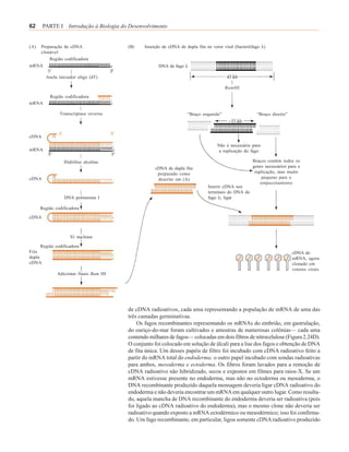 62     PARTE I Introdução à Biologia do Desenvolvimento


(A)Preparação de cDNA                   (B)    Inserção de cDNA de dupla fita no vetor viral (bacteriófago λ)
   clonável
       Região codificadora
mRNA                                                  DNA de fago λ

        Anela iniciador oligo (dT)

                                                                                        BamHI
          Região codificadora
mRNA

               Transcriptase reversa                                 “Braço esquerdo”                   “Braço direito”



cDNA
                                                                                    Não é necessário para
mRNA                                                                                 a replicação do fago

                 Hidrólise alcalina                                                                   Braços contêm todos os
                                                    cDNA de dupla fita                                genes necessários para a
                                                     preparado como                                    replicação, mas muito
cDNA                                                 descrito em (A)                                      pequeno para o
                                                                                                          empacotamento
                                                                               Inserir cDNA nos
                                                                               terminais do DNA do
                 DNA polimerase I                                              fago λ; ligar

      Região codificadora
cDNA



                    S1 nuclease

      Região codificadora
Fita                                                                                                                      cDNA do
dupla                                                                                                                     mRNA, agora
cDNA                                                                                                                      clonado em
                                                                                                                          vetores virais
              Adicionar finais Bam HI




                                        de cDNA radioativos, cada uma representando a população de mRNA de uma das
                                        três camadas germinativas.
                                            Os fagos recombinantes representando os mRNAs do embrião, em gastrulação,
                                        do ouriço-do-mar foram cultivados e amostras de numerosas colônias— cada uma
                                        contendo milhares de fagos— colocadas em dois filtros de nitrocelulose (Figura 2.24D).
                                        O conjunto foi colocado em solução de álcali para a lise dos fagos e obtenção de DNA
                                        de fita única. Um desses papéis de filtro foi incubado com cDNA radioativo feito a
                                        partir do mRNA total do endoderma; o outro papel incubado com sondas radioativas
                                        para ambos, mesoderma e ectoderma. Os filtros foram lavados para a remoção de
                                        cDNA radioativo não hibridizado, secos e expostos em filmes para raios-X. Se um
                                        mRNA estivesse presente no endoderma, mas não no ectoderma ou mesoderma, o
                                        DNA recombinante produzido daquela mensagem deveria ligar cDNA radioativo do
                                        endoderma e não deveria encontrar um mRNA em qualquer outro lugar. Como resulta-
                                        do, aquela mancha de DNA recombinante do endoderma deveria ser radioativa (pois
                                        foi ligado ao cDNA radioativo do endoderma), mas o mesmo clone não deveria ser
                                        radioativo quando exposto a mRNA ectodérmico ou mesodérmico; isso foi confirma-
                                        do. Um fago recombinante, em particular, ligou somente cDNA radioativo produzido
 