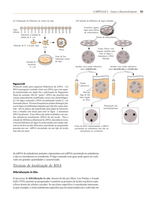 CAPÍTULO 2 Genes e Desenvolvimento                63


(C) Preparação da biblioteca de clones do fago                       (D) Seleção da biblioteca de fagos clonados


                                                                              Transferir alguns
Fago                                                                          fagos para filtros
híbrido                                                                        de nitrocelulose
          Adicionar à camada de
          células de E. coli                                                                Filtros de nitrocelulose



Infecção de E. coli pelo fago
                                  Lise
                                                     Placa                                    Tratar filtros com
                                                                                             solução alcalina para
                                                                                                lisar os fagos e
                                                 Zona de lise                                 desnaturar o DNA
                                                 indicando clones                                   liberado
               Camada de                         do fago
                bactérias
                  E. coli                                            Incubar com sonda radioativa           Incubar com sonda radioativa
                                                                          para endoderma                   para mesoderma e ectoderma




Figura 2.24                                                               Sonda
                                                                          radioativa
Protocolo usado para organizar bibliotecas de cDNA. (A)
RNA mensageiro é isolado e feito seu cDNA, que é em segui-
da transformado em dupla fita e adicionado de fragmentos                     DNA de
finais de restrição. (B) Os “genes” cDNA são inseridos em                fago de fita
vetores especialmente modificados, nesse caso, bacteriófagos.            única ligado
(C) Os fagos contendo o DNA recombinante lisarão E. coli                    ao filtro
formando placas. Técnicas bioquímicas podem distinguir pla-
cas de fagos recombinantes daquelas que não têm o gene inse-                                         Preparação dos
rido. (D) As placas são transferidas para papel de nitrocelu-                                       autoradiogramas
lose e tratadas com álcali para lisar os fagos e desnaturar
DNA localmente. Esses filtros são então incubados com son-
das radioativas (usualmente cDNA) de um tecido. Para a
seleção da biblioteca diferencial de cDNA, discutida no texto,
a mesma biblioteca de fagos foi selecionada com sondas radi-
oativas de dois tecidos diferentes, permitindo ao pesquisador       Clone de DNA representando o mRNA
procurar por um mRNA encontrado em um tipo de tecido                encontrado no endoderma mas não no
mas não em outro.                                                         mesoderma ou ectoderma




de mRNA do endoderma; portanto, representava um mRNA encontrado no endoderma
e não no mesoderma ou ectoderma. O fago contendo esse gene pode agora ser culti-
vado em grandes quantidades e caracterizado.

Técnicas de localização de RNA
Hibridização In Situ

O processo de hibridização in situ, desenvolvido por Mary Lou Pardue e Joseph
Gall (1970), permite ao pesquisador visualizar as posições de ácidos nucléicos espe-
cíficos dentro de células e tecidos. Se um clone específico é considerado interessan-
te (por exemplo, o clone endoderma-específico que foi mencionado) ele é cultivado em
 
