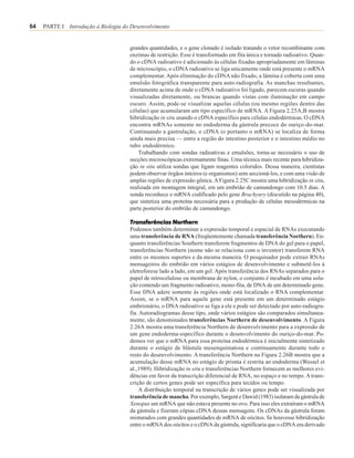 64   PARTE I Introdução à Biologia do Desenvolvimento


                                     grandes quantidades, e o gene clonado é isolado tratando o vetor recombinante com
                                     enzimas de restrição. Esse é transformado em fita única e tornado radioativo. Quan-
                                     do o cDNA radioativo é adicionado às células fixadas apropriadamente em lâminas
                                     de microscópio, o cDNA radioativo se liga unicamente onde está presente o mRNA
                                     complementar. Após eliminação do cDNA não fixado, a lâmina é coberta com uma
                                     emulsão fotográfica transparente para auto-radiografia. As manchas resultantes,
                                     diretamente acima de onde o cDNA radioativo foi ligado, parecem escuras quando
                                     visualizadas diretamente, ou brancas quando vistas com iluminação em campo
                                     escuro. Assim, pode-se visualizar aquelas células (ou mesmo regiões dentro das
                                     células) que acumularam um tipo específico de mRNA. A Figura 2.25A,B mostra
                                     hibridização in situ usando o cDNA específico para células endodérmicas. O cDNA
                                     encontra mRNAs somente no endoderma da gástrula precoce do ouriço-do-mar.
                                     Continuando a gastrulação, o cDNA (e portanto o mRNA) se localiza de forma
                                     ainda mais precisa — entre a região do intestino posterior e o intestino médio no
                                     tubo endodérmico.
                                         Trabalhando com sondas radioativas e emulsões, torna-se necessário o uso de
                                     secções microscópicas extremamente finas. Uma técnica mais recente para hibridiza-
                                     ção in situ utiliza sondas que ligam reagentes coloridos. Dessa maneira, cientistas
                                     podem observar órgãos inteiros (e organismos) sem seccioná-los, e com uma visão de
                                     amplas regiões de expressão gênica. A Figura 2.25C mostra uma hibridização in situ,
                                     realizada em montagem integral, em um embrião de camundongo com 10.5 dias. A
                                     sonda reconhece o mRNA codificado pelo gene Brachyury (discutido na página 40),
                                     que sintetiza uma proteína necessária para a produção de células mesodérmicas na
                                     parte posterior do embrião de camundongo.

                                     Transferências Northern
                                     Podemos também determinar a expressão temporal e espacial de RNAs executando
                                     uma transferência de RNA (freqüentemente chamada transferência Northern). En-
                                     quanto transferências Southern transferem fragmentos de DNA do gel para o papel,
                                     transferências Northern (nome não se relaciona com o inventor) transferem RNA
                                     entre os mesmos suportes e da mesma maneira. O pesquisador pode extrair RNAs
                                     mensageiros do embrião em vários estágios de desenvolvimento e submetê-los à
                                     eletroforese lado a lado, em um gel. Após transferência dos RNAs separados para o
                                     papel de nitrocelulose ou membrana de nylon, o conjunto é incubado em uma solu-
                                     ção contendo um fragmento radioativo, mono-fita, de DNA de um determinado gene.
                                     Esse DNA adere somente às regiões onde está localizado o RNA complementar.
                                     Assim, se o mRNA para aquele gene está presente em um determinado estágio
                                     embrionário, o DNA radioativo se liga a ele e pode ser detectado por auto-radiogra-
                                     fia. Autoradiogramas desse tipo, onde vários estágios são comparados simultanea-
                                     mente, são denominados transferências Northern de desenvolvimento. A Figura
                                     2.26A mostra uma transferência Northern de desenvolvimento para a expressão de
                                     um gene endoderma-específico durante o desenvolvimento do ouriço-do-mar. Po-
                                     demos ver que o mRNA para essa proteína endodérmica é inicialmente sintetizado
                                     durante o estágio de blástula mesenquimatosa e continuamente durante todo o
                                     resto do desenvolvimento. A transferência Northern na Figura 2.26B mostra que a
                                     acumulação desse mRNA no estágio de prisma é restrita ao endoderma (Wessel et
                                     al.,1989). Hibridização in situ e transferências Northern fornecem as melhores evi-
                                     dências em favor da transcrição diferencial de RNA, no espaço e no tempo. A trans-
                                     crição de certos genes pode ser específica para tecidos ou tempo.
                                         A distribuição temporal na transcrição de vários genes pode ser visualizada por
                                     transferência de mancha. Por exemplo, Sargent e Dawid (1983) isolaram da gástrula de
                                     Xenopus um mRNA que não estava presente no ovo. Para isso eles extraíram o mRNA
                                     da gástrula e fizeram cópias cDNA dessas mensagens. Os cDNAs da gástrula foram
                                     misturados com grandes quantidades de mRNA de oócitos. Se houvesse hibridização
                                     entre o mRNA dos oócitos e o cDNA da gástrula, significaria que o cDNA era derivado
 
