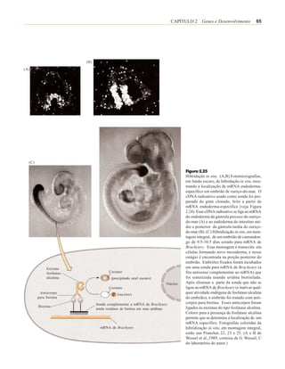 CAPÍTULO 2 Genes e Desenvolvimento              65




                         (B)
(A)




  (C)

                                                                                  Figura 2.25
                                                                                  Hibridação in situ. (A,B) Fotomicrografias,
                                                                                  em fundo escuro, de hibridação in situ, mos-
                                                                                  trando a localização de mRNA endoderma-
                                                                                  específico em embrião de ouriço-do-mar. O
                                                                                  cDNA radioativo usado como sonda foi pre-
                                                                                  parado do gene clonado, feito a partir de
                                                                                  mRNA endoderma-específico (veja Figura
                                                                                  2.24). Esse cDNA radioativo se liga ao mRNA
                                                                                  do endoderma da gástrula precoce do ouriço-
                                                                                  do-mar (A) e ao endoderma do intestino mé-
                                                                                  dio e posterior da gástrula tardia do ouriço-
                                                                                  do-mar (B). (C) Hibridização in situ, em mon-
                                                                                  tagem integral, de um embrião de camundon-
                                                                                  go de 9.5-10.5 dias corado para mRNA de
                                                                                  Brachyury. Essa mensagem é transcrita em
                                                                                  células formando novo mesoderma, e nesse
                                                                                  estágio é encontrada na porção posterior do
                                                                                  embrião. Embriões fixados foram incubados
             Enzima                                                               em uma sonda para mRNA de Brachyury (a
             fosfatase                Corante                                     fita antisense complementar ao mRNA) que
             alcalina                  (precipitado azul escuro)                  foi sintetizada usando uridina biotinilada.
                                                                        Núcleo    Após eliminar a parte da sonda que não se
                                      Corante                                     ligou ao mRNA de Brachyury (e inativar qual-
         Anticorpo                         (incolor)                              quer atividade endógena de fosfatase alcalina
        para biotina                                                              do embrião), o embrião foi tratado com anti-
                               Sonda complementar a mRNA de Brachyury             corpos para biotina. Esses anticorpos foram
        Biotina                                                                   ligados às enzimas do tipo fosfatase alcalina.
                               tendo resíduos de biotina em suas uridinas
                                                                                  Colorir para a presença de fosfatase alcalina
                                                                                  permite que se determine a localização de um
                                                                                  mRNA específico. Fotografias coloridas da
                                 mRNA de Brachyury                                hibridização in situ, em montagem integral,
                                                                                  estão nas Pranchas 22, 23 e 25. (A e B de
                                                                                  Wessel et al.,1989, cortesia de G. Wessel; C
                                                                                  do laboratório do autor.)
 
