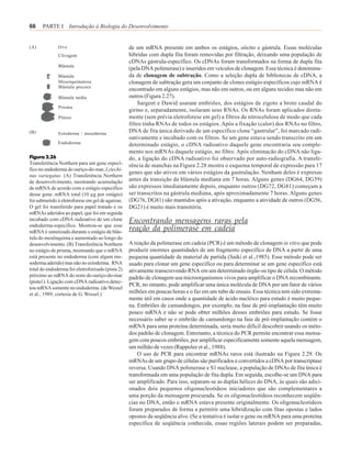 66    PARTE I Introdução à Biologia do Desenvolvimento


(A)           Ovo                                 de um mRNA presente em ambos os estágios, oócito e gástrula. Essas moléculas
              Clivagem                            híbridas com dupla fita foram removidas por filtração, deixando uma população de
                                                  cDNAs gástrula-específico. Os cDNAs foram transformados na forma de dupla fita
              Blástula
                                                  (pela DNA polimerase) e inseridos em veículos de clonagem. Essa técnica é denomina-
              Blástula                            da de clonagem de subtração. Como a seleção dupla de bibliotecas de cDNA, a
              Mesenquimatosa                      clonagem de subtração gera um conjunto de clones estágio-específicos cujo mRNA é
              Blástula precoce
                                                  encontrado em alguns estágios, mas não em outros, ou em alguns tecidos mas não em
              Blástula tardia                     outros (Figura 2.27).
                                                      Sargent e Dawid usaram embriões, dos estágios de zigoto a broto caudal do
              Prisma
                                                  girino e, separadamente, isolaram seus RNAs. Os RNAs foram aplicados direta-
              Plúteo                              mente (sem prévia eletroforese em gel) a filtros de nitrocelulose de modo que cada
                                                  filtro tinha RNAs de todos os estágios. Após a fixação (calor) dos RNAs no filtro,
(B)           Ectoderma / mesoderma
                                                  DNA de fita única derivado de um específico clone “gastrular”, foi marcado radi-
                                                  oativamente e incubado com os filtros. Se um gene estava sendo transcrito em um
              Endoderma                           determinado estágio, o cDNA radioativo daquele gene encontraria seu comple-
                                                  mento nos mRNAs daquele estágio, no filtro. Após eliminacão do cDNA não liga-
Figura 2.26                                       do, a ligação do cDNA radioativo foi observado por auto-radiografia. A transfe-
Transferência Northern para um gene especí-       rência de manchas na Figura 2.28 mostra o esquema temporal de expressão para 17
fico no endoderma do ouriço-do-mar, Lytechi-
                                                  genes que são ativos em vários estágios da gastrulação. Nenhum deles é expresso
nus variegatus. (A) Transferência Northern
de desenvolvimento, mostrando acumulação          antes da transição da blástula mediana em 7 horas. Alguns genes (DG64, DG39)
de mRNA de acordo com o estágio específico        são expressos imediatamente depois, enquanto outros (DG72, DG81) começam a
desse gene. mRNA total (10 µg por estágio)        ser transcritos na gástrula mediana, após aproximadamente 7 horas. Alguns genes
foi submetido à eletroforese em gel de agarose.   (DG76, DG81) são mantidos após a ativação, enquanto a atividade de outros (DG56,
O gel foi transferido para papel tratado e os     DG21) é muito mais transitória.
mRNAs aderidos ao papel, que foi em seguida
incubado com cDNA radioativo de um clone
endoderma-específico. Mostrou-se que esse
                                                  Encontrando mensagens raras pela
mRNA é sintetizado durante o estágio de blás-
                                                  reação da polimerase em cadeia
tula do mesênquima e aumentado ao longo do
desenvolvimento. (B) Transferência Northern       A reação da polimerase em cadeia (PCR) é um método de clonagem in vitro que pode
no estágio de prisma, mostrando que o mRNA        produzir enormes quantidades de um fragmento específico de DNA a partir de uma
está presente no endoderma (com algum me-         pequena quantidade de material de partida (Saiki et al.,1985). Esse método pode ser
soderma aderido) mas não no ectoderma. RNA        usado para clonar um gene específico ou para determinar se um gene específico está
total do endoderma foi eletroforisado (pista 2)   ativamente transcrevendo RNA em um determinado órgão ou tipo de célula. O método
próximo ao mRNA do resto do ouriço-do-mar         padrão de clonagem usa microorganismos vivos para amplificar o DNA recombinante.
(pista1). Ligação com cDNA radioativo detec-
                                                  PCR, no entanto, pode amplificar uma única molécula de DNA por um fator de vários
tou mRNA somente no endoderma. (de Wessel
et al., 1989, cortesia de G. Wessel.)             milhões em poucas horas e o faz em um tubo de ensaio. Essa técnica tem sido extrema-
                                                  mente útil em casos onde a quantidade de ácido nucléico para estudo é muito peque-
                                                  na. Embriões de camundongos, por exemplo, na fase de pré-implantação têm muito
                                                  pouco mRNA e não se pode obter milhões desses embriões para estudo. Se fosse
                                                  necessário saber se o embrião de camundongo na fase de pré-implantação contém o
                                                  mRNA para uma proteína determinada, seria muito difícil descobrir usando os méto-
                                                  dos padrão de clonagem. Entretanto, a técnica do PCR permite encontrar essa mensa-
                                                  gem com poucos embriões, por amplificar especificamente somente aquela mensagem,
                                                  um milhão de vezes (Rappolee et al., 1988).
                                                      O uso de PCR para encontrar mRNAs raros está ilustrado na Figura 2.29. Os
                                                  mRNAs de um grupo de células são purificados e convertidos a cDNA por transcriptase
                                                  reversa. Usando DNA polimerase e S1 nuclease, a população de DNAs de fita única é
                                                  transformada em uma população de fita dupla. Em seguida, escolhe-se um DNA para
                                                  ser amplificado. Para isso, separam-se as duplas hélices do DNA, às quais são adici-
                                                  onados dois pequenos oligonucleotídeos iniciadores que são complementares a
                                                  uma porção da mensagem procurada. Se os oligonucleotídeos reconhecem seqüên-
                                                  cias no DNA, então o mRNA estava presente originalmente. Os oligonucleotídeos
                                                  foram preparados de forma a permitir uma hibridização com fitas opostas e lados
                                                  opostos da seqüência alvo. (Se a tentativa é isolar o gene ou mRNA para uma proteína
                                                  específica de seqüência conhecida, essas regiões laterais podem ser preparadas,
 
