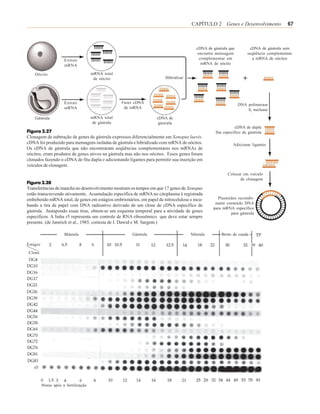CAPÍTULO 2 Genes e Desenvolvimento               67



                                                                                      cDNA de gástrula que         cDNA de gástrula sem
                                                                                       encontra mensagem          seqüência complementar
                      Extrair                                                           complementar em             a mRNA de oócitos
                      mRNA                                                               mRNA de oócito

    Oócito                            mRNA total
                                       de oócito                       Hibridizar




                      Extrair                       Fazer cDNA                                               DNA polimerase
                      mRNA                           de mRNA                                                     S1 nuclease

    Gástrula                          mRNA total                   cDNA de
                                      de gástrula                   gástrula
                                                                                                            cDNA de dupla
Figura 2.27                                                                                     fita específico de gástrula
Clonagem de subtração de genes de gástrula expressos diferencialmente em Xenopus laevis.
cDNA foi produzido para mensagens isoladas de gástrula e hibridizado com mRNA de oócitos.                 Adicionar ligantes
Os cDNA de gástrula que não encontraram seqüências complementares nos mRNAs de
oócitos, eram produtos de genes ativos na gástrula mas não nos oócitos. Esses genes foram
clonados fazendo o cDNA de fita dupla e adicionando ligantes para permitir sua inserção em
veículos de clonagem.
                                                                                                       Colocar em veículo
                                                                                                             de clonagem
Figura 2.28
Transferências de mancha no desenvolvimento mostram os tempos em que 17 genes de Xenopus
estão transcrevendo ativamente. Acumulação específica de mRNA no citoplasma é registrada
embebendo mRNA total, de genes em estágios embrionários, em papel de nitrocelulose e incu-      Plasmídeo recombi-
                                                                                               nante contendo DNA
bando a tira de papel com DNA radioativo derivado de um clone de cDNA específico de
                                                                                              para mRNA específico
gástrula. Justapondo essas tiras, obtem-se um esquema temporal para a atividade de genes               para gástrula
específicos. A linha r5 representa um controle de RNA ribossômico que deve estar sempre
presente. (de Jamrich et al., 1985, cortesia de I. Dawid e M. Sargent.)

                      Blástula                          Gástrula                    Nêurula        Broto de cauda

Estágio
 Clone




          Horas após a fertilização
 