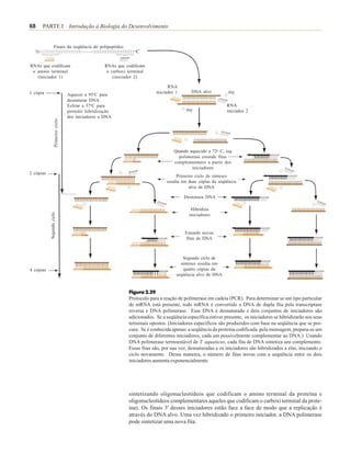 68    PARTE I Introdução à Biologia do Desenvolvimento


                  Finais da seqüência do polipeptídeo



RNAs que codificam                                    RNAs que codificam
 o amino terminal                                      o carboxi terminal
   (iniciador 1)                                          (iniciador 2)

                                                                                     RNA
1 cópia                                                                        iniciador 1      DNA alvo
                                     Aquecer a 95oC para
                                     desnaturar DNA.
                                     Esfriar a 37oC para                                                          RNA
                                     permitir hibridização                                                        iniciador 2
                                     dos iniciadores a DNA
                    Primeiro ciclo




                                                                                        Quando aquecido a 72o C, taq
                                                                                          polimerase estende fitas
                                                                                        complementares a partir dos
                                                                                                iniciadores
2 cópias
                                                                                         Primeiro ciclo de sínteses
                                                                                    resulta em duas cópias da seqüência
                                                                                               alvo de DNA

                                                                                             Desnatura DNA

                                                                                                Hibridiza
           Segundo ciclo




                                                                                               iniciadores


                                                                                             Estende novas
                                                                                             fitas de DNA



                                                                                            Segundo ciclo de
                                                                                           sínteses resulta em
4 cópias                                                                                    quatro cópias da
                                                                                         seqüência alvo de DNA


                                                                 Figura 2.29
                                                                 Protocolo para a reação de polimerase em cadeia (PCR). Para determinar se um tipo particular
                                                                 de mRNA está presente, todo mRNA é convertido a DNA de dupla fita pela transcriptase
                                                                 reversa e DNA polimerase. Esse DNA é desnaturado e dois conjuntos de iniciadores são
                                                                 adicionados. Se a seqüência específica estiver presente, os iniciadores se hibridizarão aos seus
                                                                 terminais opostos. (Iniciadores específicos são produzidos com base na seqüência que se pro-
                                                                 cura. Se é conhecida apenas a seqüência da proteína codificada pela mensagem, prepara-se um
                                                                 conjunto de diferentes iniciadores, cada um possivelmente complementar ao DNA.) Usando
                                                                 DNA polimerase termoestável de T. aquaticus, cada fita de DNA sintetiza seu complemento.
                                                                 Essas fitas são, por sua vez, desnaturadas e os iniciadores são hibridizados a elas, iniciando o
                                                                 ciclo novamente. Dessa maneira, o número de fitas novas com a sequência entre os dois
                                                                 iniciadores aumenta exponencialmente.




                                                                 sintetizando oligonucleotídeos que codificam o amino terminal da proteína e
                                                                 oligonucleotídeos complementares aqueles que codificam o carboxi terminal da prote-
                                                                 ína). Os finais 3' desses iniciadores estão face a face de modo que a replicação é
                                                                 através do DNA alvo. Uma vez hibridizado o primeiro iniciador, a DNA polimerase
                                                                 pode sintetizar uma nova fita.
 