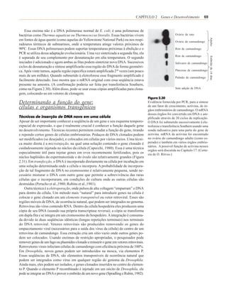 CAPÍTULO 2 Genes e Desenvolvimento                69


    Essa enzima não é a DNA polimerase normal de E. coli; é uma polimerase de
bactérias como Thermus aquaticus ou Thermococcus litoralis. Essas bactérias vivem                              Ovário de rato




                                                                                                                                           Adulto
em fontes de água quente (como aquelas do Yellowstone National Park) ou nos respi-                             Ovário de camundongo
radouros térmicos de submarinos, onde a temperatura atinge valores próximos de
900C. Essas DNA polimerases podem suportar temperaturas próximas à ebulição e o                                Rim de camundongo
PCR se utiliza dessa adaptação evolucionária. Uma vez sintetizada a segunda fita, ela
                                                                                                               Rim de camundongo




                                                                                                                                           Embrião de 14 dias
é separada de seu complemento por desnaturação em alta temperatura. O segundo
iniciador é adicionado e agora ambas as fitas podem sintetizar novo DNA. Sucessivos                            Salivares de camundongo
ciclos de desnaturação e síntese amplificarão essa região do DNA de forma geométri-
ca. Após vinte turnos, aquela região específica estará amplificada 220 vezes (um pouco                         Pâncreas de camundongo
mais de um milhão). Quando submetido à eletroforese esse fragmento amplificado é                               Pulmão de camundongo
facilmente detectado. Isso mostra que o mRNA original com essa seqüência estava
presente na amostra. (A confirmação poderia ser feita por transferência Southern,
como na Figura 2.30). Além disso, pode-se usar essas cópias amplificadas para clona-                           Sem adição de DNA
gem, colocando-as em vetores de clonagem.
                                                                                           Figura 2.30
Determinando a função do gene:                                                             Evidência fornecida por PCR, para a síntese
                                                                                           de um fator de crescimento, activina, de ór-
células e organismos transgênicos                                                          gãos embrionários de camundongo. O mRNA
                                                                                           desses órgãos foi convertido em DNA e am-
Técnicas de inserção de DNA novo em uma célula                                             plificado através de 20 ciclos de replicação.
Apesar de ser importante conhecer a seqüência de um gene e seu esquema temporo-            O DNA foi submetido sucessivamente à ele-
espacial de expressão, o que é realmente crucial é conhecer a função daquele gene          troforese e transferência Southern usando uma
no desenvolvimento. Técnicas recentes permitem estudar a função do gene, tirando           sonda radioativa para uma parte do gene de
e repondo certos genes de células embrionárias. Pedaços de DNA clonados podem              activina. mRNA de activina foi encontrado
ser modificados (se desejado), e colocados em células por vários meios. Uma técni-         no ovário do camundongo adulto (como es-
ca muito direta é a microinjeção, na qual uma solução contendo o gene clonado é            perado) e também em vários órgãos embrio-
                                                                                           nários. A possível função de activina nesses
cuidadosamente injetada no núcleo da célula (Capecchi, 1980). Essa é uma técnica
                                                                                           orgãos será discutida no Capítulo 17. (Corte-
especialmente útil para injetar genes em ovos recentemente fertilizados, pois os           sia de O. Ritvos.)
núcleo haplóides do espermatozóide e do óvulo são relativamente grandes (Figura
2.31). Em transfecção, o DNA é incorporado diretamente na célula por incubação em
uma solução determinada onde a célula o incorpora. A probabilidade de incorpora-
ção de tal fragmento de DNA no cromossomo é relativamente pequena, sendo ne-
cessário misturar o DNA com outro gene que permite a sobrevivência das raras
células que o incorporaram, em condições de cultura onde as outras células são
destruídas (Perucho et al.,1980; Robins et al.,1981).
    Outra técnica é a eletroporação, onde pulsos de alta voltagem “empurram” o DNA
para dentro da célula. Um método mais “natural” para introduzir genes na célula é
colocar o gene clonado em um elemento transponível ou vetor retroviral. Esses são
regiões móveis de DNA, de ocorrência natural, que podem ser integrados no genoma.
Retrovírus são vírus contendo RNA. Dentro da célula hospedeira eles produzem uma
cópia de seu DNA (usando sua própria transcriptase reversa); a cópia se transforma
em dupla fita e se integra em um cromossomo do hospedeiro. A integração é consuma-
da devido às duas seqüências idênticas (longas repetições terminais) nos terminais
do DNA retroviral. Vetores retrovirais são produzidos removendo os genes do
empacotamento viral (necessários para a saída dos vírus da célula) do centro de um
retrovírus de camundongo. Essa extração cria um sítio vazio onde outros genes po-
dem ser colocados. Usando enzimas de restrição apropriadas, o pesquisador pode
remover genes de um fago ou plasmídeo clonado e reinserir o gene em vetores retrovirais.
Retrovetores virais infectam células de camundongo com eficiência próxima de 100%.
Em Drosophila, novos genes podem ser introduzidos na mosca, via elementos P.
Essas seqüências de DNA, são elementos transponíveis de ocorrência natural que
podem ser integrados como vírus em qualquer região do genoma da Drosophila.
Ainda mais, eles podem ser isolados, e genes clonados inseridos no centro do elemen-
to P. Quando o elemento P recombinado é injetado em um oócito de Drosophila, ele
pode se integrar ao DNA e prover o embrião de um novo gene (Spradling e Rubin, 1982).
 