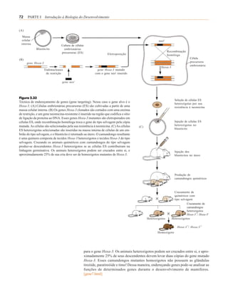 72    PARTE I Introdução à Biologia do Desenvolvimento


(A)

  Massa
 celular                                                                                               neo r
 interna
                                Cultura de células
             Blastócito           embrionárias
                                precursoras (ES)                                                               Recombinação
                                                                     Eletroporação                             homóloga
(B)                                                                                                                             Célula
      gene Hoxa-3                                                                                                               precursora
                                                                                                                                embrionária
                                                                                                         Hoxa-3
                    Endonucleases                             gene Hoxa-3 mutado
                     de restrição                           com o gene neor inserido

                                 gene neor




Figura 2.33
                                                                                                                    Seleção de células ES
Técnica de endereçamento de genes (gene targeting). Nesse caso o gene alvo é o                                      heterozigotas por sua
Hoxa-3. (A) Células embrionárias precursoras (ES) são cultivadas a partir de uma                                    resistência à neomicína
massa celular interna. (B) Os genes Hoxa-3 clonados são cortados com uma enzima
de restrição, e um gene neomicina-resistente é inserido na região que codifica o sítio
de ligação da proteína ao DNA. Esses genes Hoxa-3 mutantes são eletroporados em
células ES, onde recombinação homóloga troca o gene do tipo selvagem pela cópia                                     Injeção de células ES
mutada. As células são selecionadas pela sua resistência à neomicina. (C) As células                                heterozigotas no
                                                                                         (C)
                                                                                                                    blastócito
ES heterozigotas selecionadas são inseridas na massa interna de células de um em-
brião do tipo selvagem, e o blastócito é retornado ao útero. O camundongo resultante
é uma quimera composta de tecidos Hoxa-3 heterozigotos e tecidos Hoxa-3 do tipo
selvagem. Cruzando os animais quiméricos com camundongos do tipo selvagem
produz-se descendentes Hoxa-3 heterozigotos se as células ES contribuíram na
linhagem germinativa. Os animais heterozigotos podem ser cruzados entre si, e                                       Injeção dos
aproximadamente 25% de sua cria deve ser de homozigotos mutantes de Hoxa-3.                                         blastócitos no útero




                                                                                                                    Produção de
                                                                                                                    camundongos quiméricos



                                                                                                                   Cruzamento de
                                                                                                                   quiméricos com
                                                                                                                   tipo selvagem
                                                                                                                             Cruzamento de
                                                                                                                             camundongos
                                                                                                                             heterozigotos
                                                                                                                             Hoxa-3¯/ Hoxa-3+
                                                                                               Heterozigotos      Heterozigotos

                                                                                                                      Hoxa-3¯/ Hoxa-3¯
                                                                                                      Homozigoto




                                                     para o gene Hoxa-3. Os animais heterozigotos podem ser cruzados entre si, e apro-
                                                     ximadamente 25% de seus descendentes devem levar duas cópias do gene mutado
                                                     Hoxa-3. Esses camundongos mutantes homozigotos não possuem as glândulas
                                                     tireóide, paratireóide e timo! Dessa maneira, endereçando genes pode-se analisar as
                                                     funções de determinados genes durante o desenvolvimento de mamíferos.
                                                     [gene7.html]
 