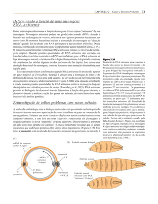 CAPÍTULO 2 Genes e Desenvolvimento               73


Determinando a função de uma mensagem:
RNA antisense
Outro método para determinar a função de um gene é fazer cópias “antisense” de sua
mensagem. Mensagens antisense podem ser produzidas usando cDNA clonado e
fazendo sua reclonagem em reverso, próximo a um vigoroso promotor bacteriano, em
outro vetor. O promotor bacteriano iniciará a transcrição da mensagem na “direção
errada” quando for incubado com RNA polimerase e nucleosídeos trifosfato. Dessa
maneira, é sintetizado um transcrito que é complementar aquele natural (Figura 2.34A).
O transcrito complementar é chamado RNA antisense porque é o reverso da mensa-
gem original. Quando grandes quantidades de RNA antisense são injetadas ou
transfectadas em células contendo o mRNA normal desse gene, o RNA antisense se
liga à mensagem normal; o ácido nucléico dupla-fita resultante é degradado (enzimas       Figura 2.34
do citoplasma das células digerem ácidos nucléicos de fita dupla). Isso causa uma         Producão de RNA antisense para examinar a
depleção funcional da mensagem, como se houvesse uma mutação eliminatória para            função dos genes no desenvolvimento. (A)
aquele gene.                                                                              Produção da mensagem antisense (neste caso,
    Esses resultados foram confirmados quando RNA antisense foi produzido a partir        ao gene Krüppel da Drosophila) colocando o
                                                                                          fragmento de cDNA clonado para a mensagem
do gene Krüppel de Drosophila. Krüppel é crítico para a formação do tórax e do
                                                                                          Krüppel entre dois vigorosos promotores. Os
abdômen da mosca. Se esse gene está ausente, as larvas da mosca morrem pela falta         promotores estão em orientação oposta com
dos segmentos torácico e abdominal anterior (Figura 2.34B); uma situação semelhante       respeito ao cDNA do Krüppel. Nesse caso, o
é criada quando grandes quantidades de RNA antisense contra a mensagem Krüppel            promotor T3 está em orientação normal e o
são injetados em embriões precoces da mosca (Rosenberg et al.,1985). RNA antisense        promotor T7 está revertido. Os promotores
permite ao biologista do desenvolvimento determinar a função dos genes durante o          reconhecem RNA polimerases diferentes (dos
desenvolvimento e analisar a ação dos genes em animais; de outra forma isso seria         bacteriófagos T3 e T7, respectivamente). T3
inacessível à análise genética.                                                           polimerase permite a transcrição de mRNA de
                                                                                          consenso, ao passo que T7 polimerase pro-
                                                                                          duz transcritos antisense. (B) Resultado da
Reinvestigação de velhos problemas com novos métodos                                      injeção da mensagem Krüppel antisense em um
                                                                                          embrião precoce (estágio blastodérmico
A união da embriologia com a biologia molecular está permitindo ao biologista do          sincicial) de Drosophila antes que a mensa-
desenvolvimento uma nova apreciação de como trabalham os genes na construção de           gem Krüppel seja produzida. A figura central é
um organismo. Estamos em meio à uma revolução nos nossos conhecimentos sobre              um embrião do tipo selvagem pouco antes de
desenvolvimento, e um dos maiores sucessos resultantes de clonagens e                     eclodir. Acima está o mutante causado pela
seqüenciamentos é a nova “anatomia” do gene eucarioto. Descreveremos a estrutura          falta do genes Krüppel. Abaixo está o embrião
do gene com mais detalhe no Capítulo 10, mas é importante ressaltar que os genes          do tipo selvagem, injetado com a mensagem
                                                                                          Krüppel antisense no estágio embrionário pre-
eucariotos que codificam proteínas têm vários sítios regulatórios (Figura 2.35). Um
                                                                                          coce. Ambos os embriões, mutante e o tratado
sítio, o promotor, está localizado diretamente a montante do gene (antes do início) e é   com antisense, não possuem os segmentos
                                                                                          torácico e abdominal anterior. (B, de acordo
(A)                                                                                       com Rosenberg et al., 1985.)

mRNA de consenso                                     (B)   Embrião mutante Krüppel
(sense) Krüppel


                                             promotor
                                             T7
                          mRNA
                        antisense                                 Embrião normal
                         Krüppel


                   T3 RNA
   T3              polimerase                polimerase
promotor                                     T7 RNA          Embrião normal
                                                             infectado com RNA
                                                             “antisense” Krüppel
 