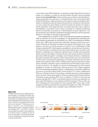 74    PARTE I Introdução à Biologia do Desenvolvimento


                                                  o sítio onde se liga a RNA polimerase. Localizada em algum lugar dentro do gene (a
                                                  jusante ou a montante, ou ainda em um íntron dentro do gene), está uma segunda
                                                  região chamada intensificadora. Fatores protéicos que se ligam ao intensificador per-
                                                  mitem sua interação com o promotor e, conseqüentemente, com a transcrição do gene
                                                  pela RNA polimerase. Alguns promotores (como aqueles usados por produtos relaci-
                                                  onados ao metabolismo geral da célula) não precisam ser ativados por intensificado-
                                                  res, mas a maioria dos genes ligados ao desenvolvimento são ativados em tempos e
                                                  células específicos. Esses genes precisam ser ativados por fatores que se ligam ao
                                                  intensificador e ao promotor. Como veremos no Capítulo 10, a ligação de diferentes
                                                  fatores de transcrição aos promotores e intensificadores de genes específicos é um
                                                  dos mecanismos que controlam a produção de proteínas diferentes a partir de genomas
                                                  idênticos. Um exemplo é a ativação do gene para ZP3.
                                                      Como detalharemos no Capítulo 4, ZP3 é a principal proteína ligante de espermato-
                                                  zóide na superfície do óvulo de camundongo. É uma glicoproteína sintetisada pelo
                                                  oócito durante sua maturação em óvulo (Roller et al.,1989). Uma transferência Northern
                                                  mostra que o mRNA para essa proteína é sintetizado somente em oócitos em cresci-
                                                  mento e não pode ser detectado em nenhum outro tipo de célula (Figura 2.36). O que
                                                  permite a esse gene ser ativado somente nos oócitos? Lira e colaboradores (1990)
                                                  isolaram o gene para ZP3, determinaram sua seqüência e encontraram um sítio promo-
                                                  tor, 28 pares de bases a montante do sítio onde a transcrição do gene é iniciada. Como
                                                  hipótese, consideraram que seqüências responsáveis por ativação oócito-específica
                                                  podem existir até mais longe, a montante do gene. Eles usaram enzimas de restrição
                                                  para isolar o DNA da região 5', a montante, (com 150 pares de bases) e o fundiram ao
                                                  gene para a luciferinase de vaga-lume. (Não é necessário dizer que essa enzima produ-
                                                  tora de luz não é encontrada em camundongos. Está sendo usada aqui como um “gene
                                                  repórter” para monitorar onde o DNA a montante pode causar sua expressão.) O gene
                                                  recém-construído, contendo a região a montante do gene ZP3 ligada ao gene estrutu-
                                                  ral para luciferinase, foi injetado em zigotos de camundongo para criar animais
                                                  transgênicos, levando em cada núcleo o gene luciferinase com a região regulatória
                                                  ZP3. Em camundongos transgênicos fêmeas, a hibridização in situ localizou mRNA de
                                                  luciferinase em um único tipo de célula, o oócito (Figura 2.37). Assim, a seqüência de
                                                  DNA com 150 pares de bases foi necessária e suficiente para ativar o gene (qualquer
                                                  gene!) no oócito. Dentro dessa região de 150 pares de bases (de 99 a 86 pares de bases
                                                  a montante do gene estrutural ZP3) existe a seqüência 5’-GATAA-3' que liga uma
                                                  proteína chamada OSP-1. OSP-1 é encontrada somente em oócitos em maturação; ela
                                                  ativa o gene ZP3 ligando-se a essa sequência de DNA no promotor. Parece, então, que
                                                  ZP3 é sintetizado em oócitos porque eles têm a proteína OSP-1 que se liga a certas
                                                  seqüências de DNA que são parte de seu promotor (Schickler et al.,1992). No momen-
                                                  to, está sendo investigado como é regulado o gene codificador de OSP-1.


Figura 2.35
Estrutura básica de um gene regulado pelo de-
senvolvimento. O promotor da maioria dos
genes codificadores de proteínas é encontrado
no terminal 5' (a montante) do gene. O intensi-
ficador freqüentemente está mais acima, a mon-
tante, mas pode ser encontrado dentro de um              Intensificador
íntron ou no terminal 3'. Proteínas que se li-                        Promotor   Éxon         Íntron        Éxon Íntron Éxon
gam ao promotor e aos intensificadores
interagem para regular a transcrição do gene.
(No exemplo ZP3, o sítio OSP-1, GATAA,
está localizado no promotor, aproximadamen-
te 95 pares de bases a montante do sítio de                                                Intensificador                      Intensificador
início da transcrição. Um sítio intensificador
sensível a estrogênios é encontrado no primei-        “a montante                                                     “a jusante”
ro íntron do gene ZP3.)                                 do gene”                                                        do gene
 