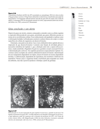 CAPÍTULO 2 Genes e Desenvolvimento         75


Figura 2.36                                                                                                    Oócito
Transferência Northern de RNA de ZP3 acumulado no camundongo. RNA de vários tecidos
                                                                                                               Ovário
(10µg por pista) e oócitos (125ng) foram submetidos à eletroforese e transferidos para papel de
nitrocelulose. Um fragmento radioativamente marcado do gene ZP3 foi usado como sonda do                        Cérebro
mRNA. A mensagem ZP3 foi encontrada somente no ovário, especialmente dentro dos oócitos.                       Embrião de 13 dias
(de Roller et al.,1989, cortesia de P. Wassarman).
                                                                                                               Coração
                                                                                                               Intestino
                                                                                                               Rim
Uma conclusão e um alerta
                                                                                                               Fígado

Depois de quase um século, estamos começando a entender como as células regulam                                Músculo
a expressão diferenciada de seus genes, permitindo que genes diferentes possam se                              Testículos
tornar ativos em diferentes células. Esse conhecimento está ajudando a explicar como                           Útero
a informação herdada é utilizada para construir os planos básicos do corpo e os tipos
específicos de células do organismo em desenvolvimento.
    Entretanto, uma palavra de alerta. Caso o tom celebratório deste capítulo deixou a
impressão de que desenvolvimento é somente uma função da atividade gênica é
necessário relembrar do Capítulo 1, que a distinção entre talo e esporo (Dictyoste-
lium), estado amebóide e flagelado (Naegleria) e gonídios sexual e assexual (Volvox)
é determinada pelo ambiente. Em capítulos posteriores (especialmente Capítulo 21),
veremos outros exemplos do controle ambiental do desenvolvimento: determinação
de sexo temperatura-dependente em répteis, desenvolvimento em insetos dependente
da dieta, e a diferenciação, dependente de experiência, dos neurônios e linfócitos em
mamíferos. Nesses casos o organismo herda a habilidade para responder aos sinais
do ambiente, mas não é possível predizer o fenótipo a partir do genótipo.




(A)                                            (B)




Figura 2.37
Hibridização in situ da expressão do gene repórter luciferinase, quando luciferinase foi
ligado ao promotor do gene ZP3. A sonda radioativa era dirigida à mensagem luciferinase,
a qual apareceu onde foi expressa sob a direção do promotor de ZP3. (A) Visão do
ovário inteiro (60x). (B) Magnificação (160x) de dois folículos ovarianos contendo
oócitos em maturação. (de Lira et al., 1990, cortesia de P. Wassarman.)
 