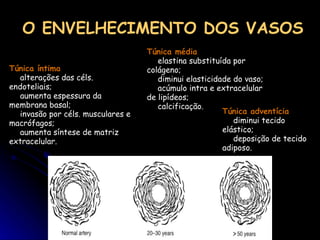 O ENVELHECIMENTO DOS VASOS Túnica íntima alterações das céls. endoteliais; aumenta espessura da membrana basal; invasão por céls. musculares e macrófagos; aumenta síntese de matriz extracelular. Túnica média elastina substituída por colágeno; diminui elasticidade do vaso; acúmulo intra e extracelular de lipídeos; calcificação. Túnica adventícia diminui tecido elástico; deposição de tecido adiposo. 