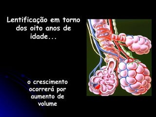 Lentificação em torno dos oito anos de idade... o crescimento ocorrerá por aumento de volume 