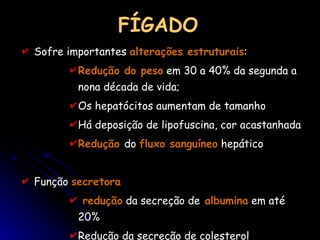 FÍGADO Sofre importantes  alterações estruturais : Redução do peso  em 30 a 40% da segunda a nona década de vida; Os hepatócitos aumentam de tamanho  Há deposição de lipofuscina, cor acastanhada Redução  do  fluxo sanguíneo  hepático  Função  secretora redução  da secreção de  albumina  em até 20% Redução da secreção de colesterol Redução da quantidade de ácidos biliares 