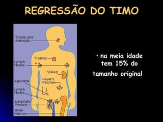 na meia idade tem 15% do tamanho original   REGRESSÃO DO TIMO 