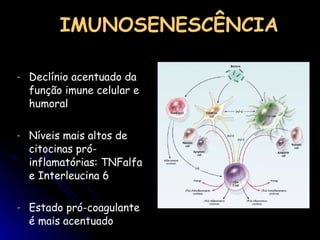 Declínio acentuado da função imune celular e humoral Níveis mais altos de citocinas pró-inflamatórias: TNFalfa e Interleucina 6 Estado pró-coagulante é mais acentuado IMUNOSENESCÊNCIA 