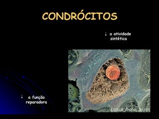 CONDRÓCITOS a atividade sintética a função reparadora 
