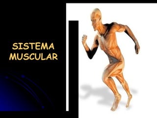 SISTEMA MUSCULAR 