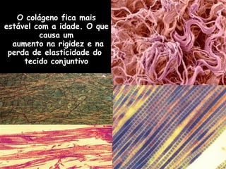 O colágeno fica mais estável com a idade. O que causa um aumento na rigidez e na perda de elasticidade do  tecido conjuntivo 