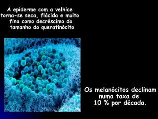 A epiderme com a velhice  torna-se seca, flácida e muito  fina como decréscimo do tamanho do queratinócito Os melanócitos declinam numa taxa de  10 % por década. 