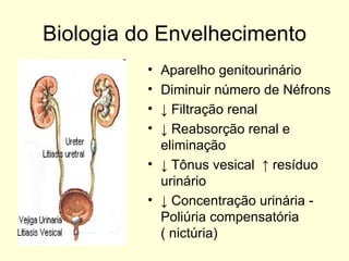 Biologia do Envelhecimento Aparelho genitourinário Diminuir número de Néfrons ↓  Filtração renal ↓  Reabsorção renal e eliminação  ↓  Tônus vesical  ↑ resíduo urinário ↓  Concentração urinária -  Poliúria compensatória ( nictúria)  