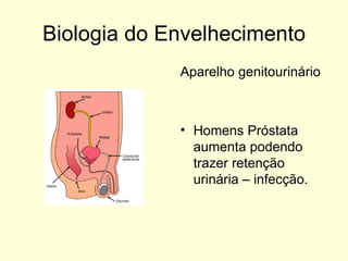 Biologia do Envelhecimento Aparelho genitourinário Homens Próstata aumenta podendo trazer retenção urinária – infecção. 