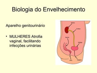 Biologia do Envelhecimento Aparelho genitourinário MULHERES Atrofia vaginal, facilitando infecções urinárias 