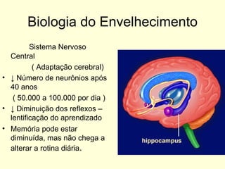 Biologia do Envelhecimento Sistema Nervoso Central ( Adaptação cerebral)  ↓  Número de neurônios após 40 anos ( 50.000 a 100.000 por dia )  ↓  Diminuição dos reflexos – lentificação do aprendizado  Memória pode estar diminuída, mas não chega a alterar a rotina diária . 